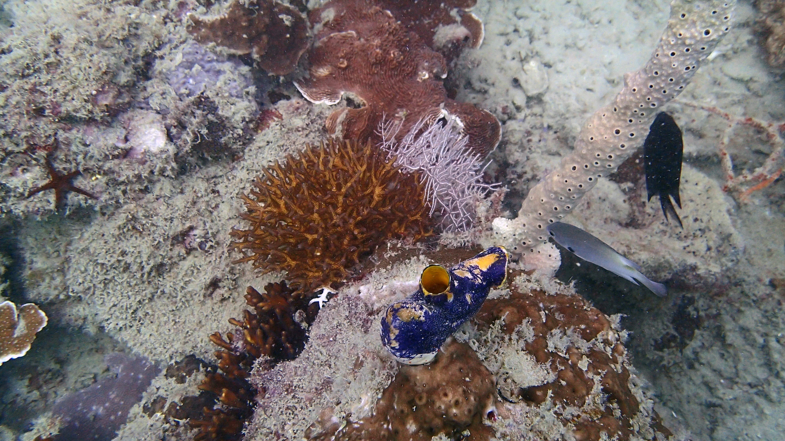 P. acuta at Coral Gardens.jpg