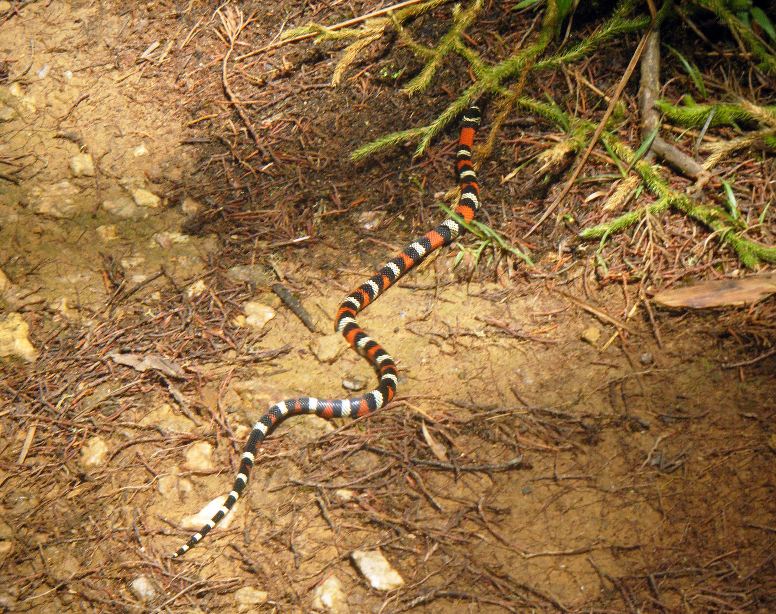 false coral snake.jpg