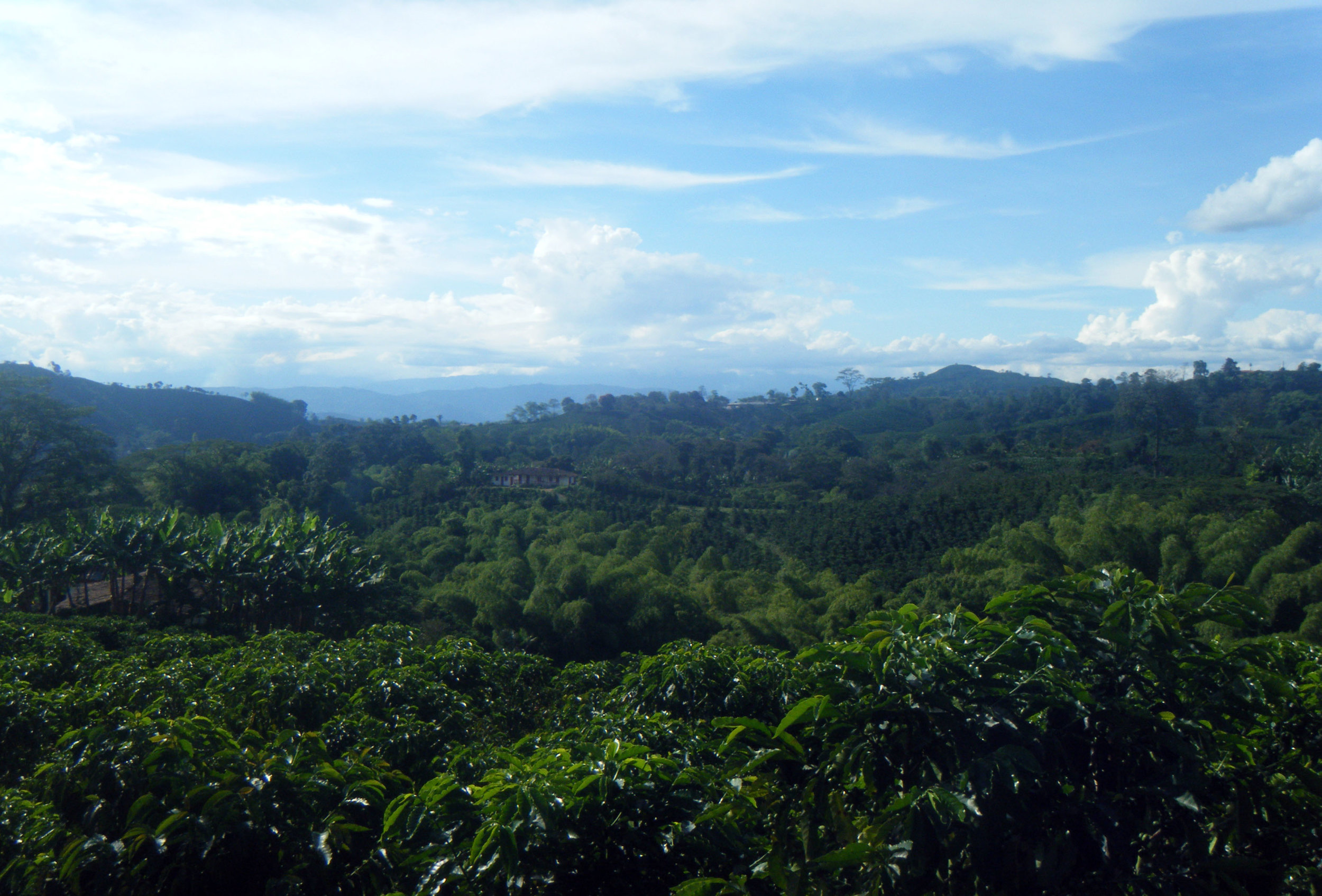 Coffee country Colombia.jpg
