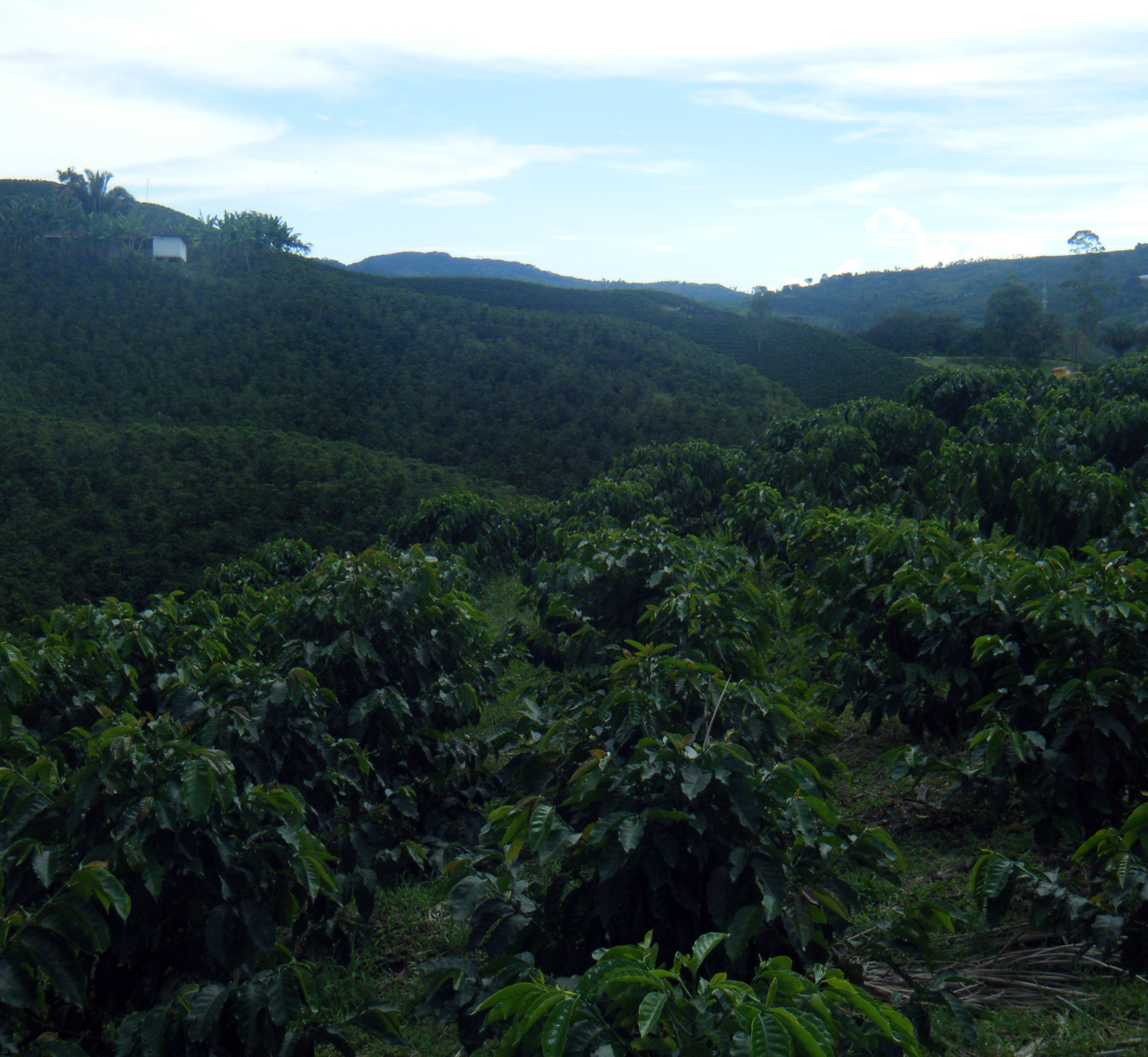 coffee farm.jpg