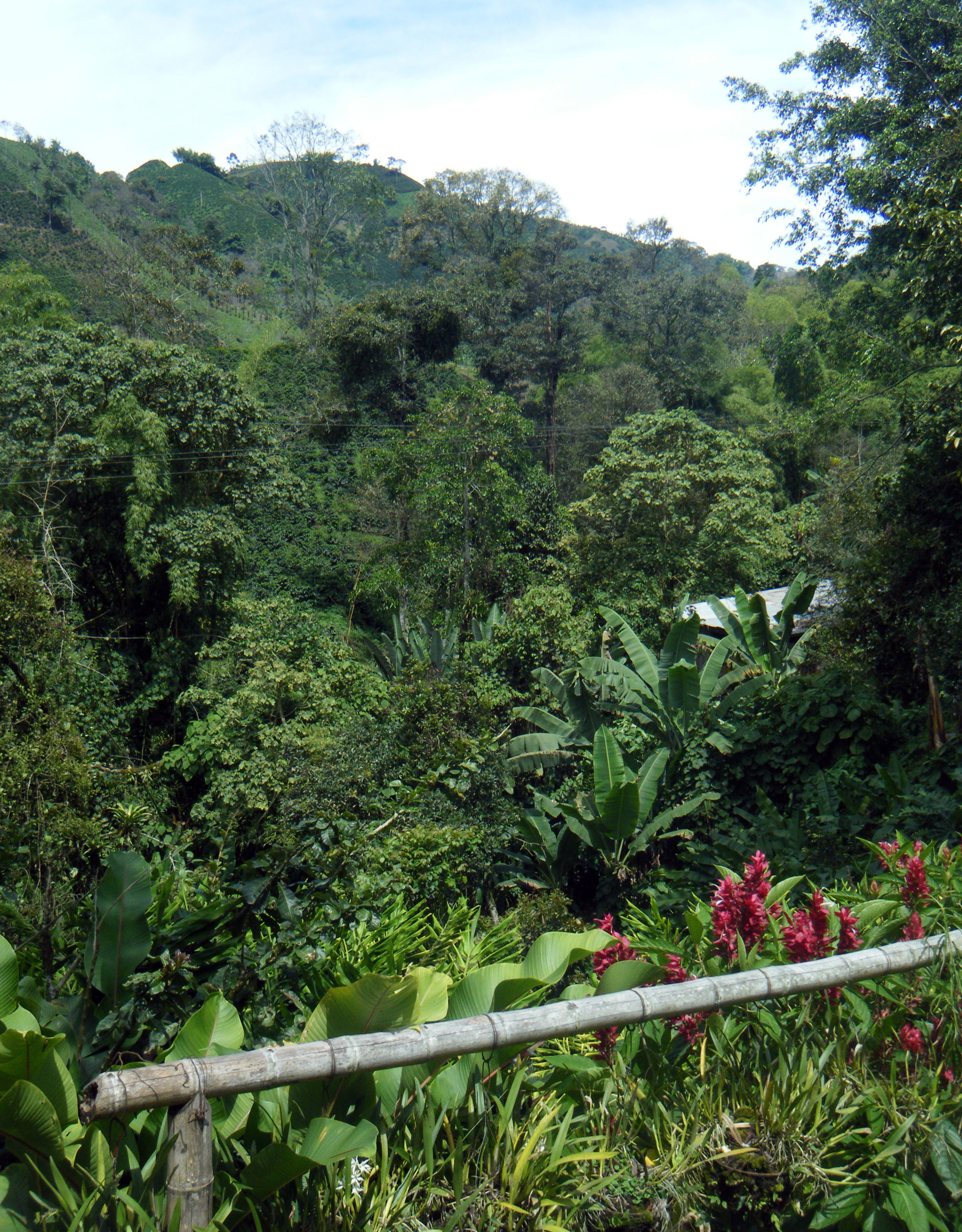 view from Hacienda Guayabal.jpg