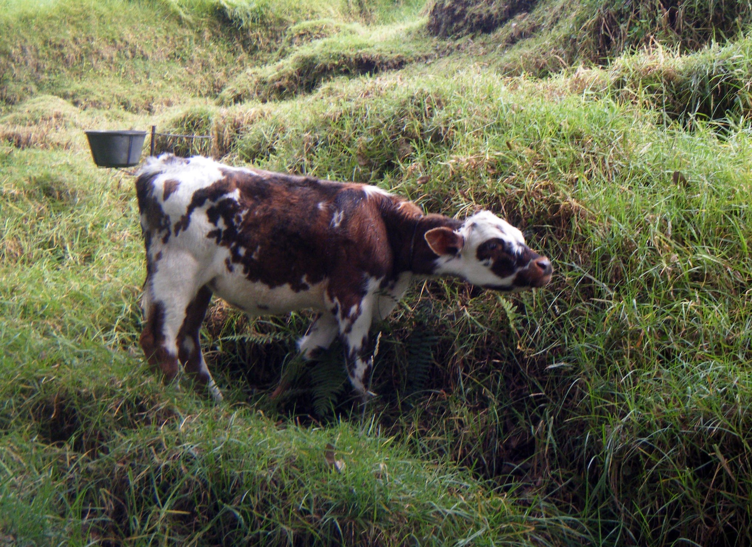 baby cow.jpg