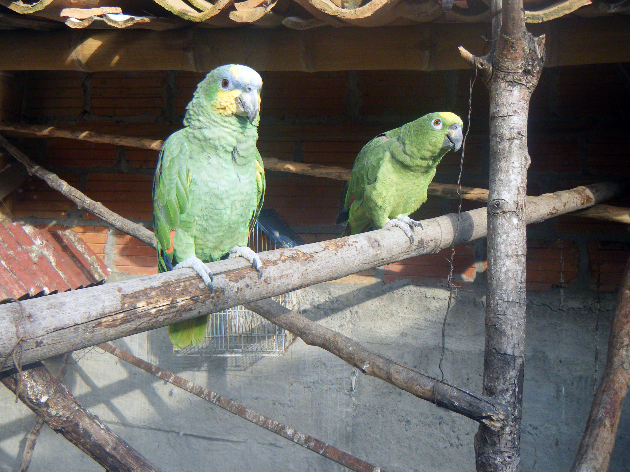 friendly parrots.jpg