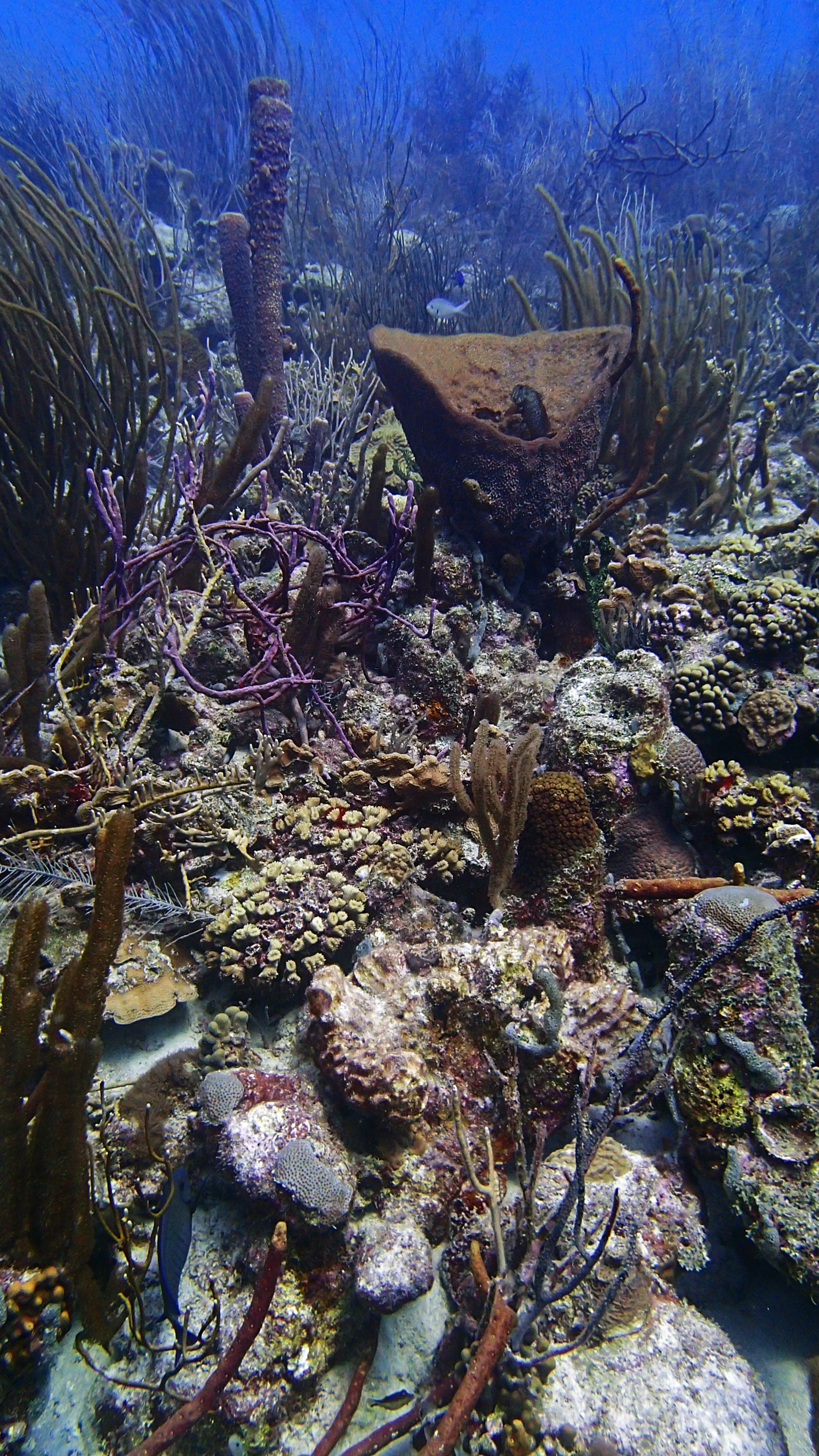 great shot of the reef.jpg