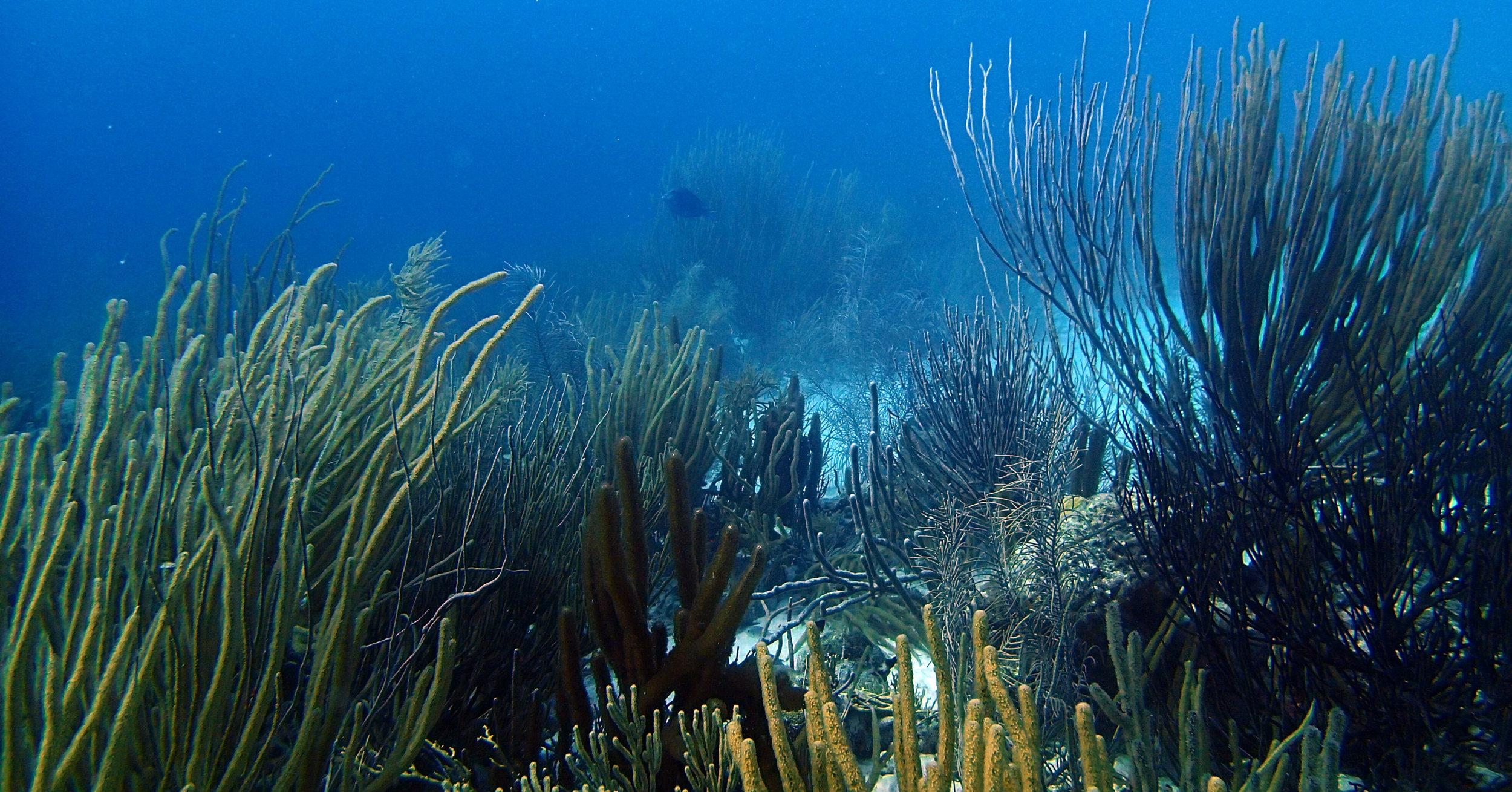 soft coral forest.jpg