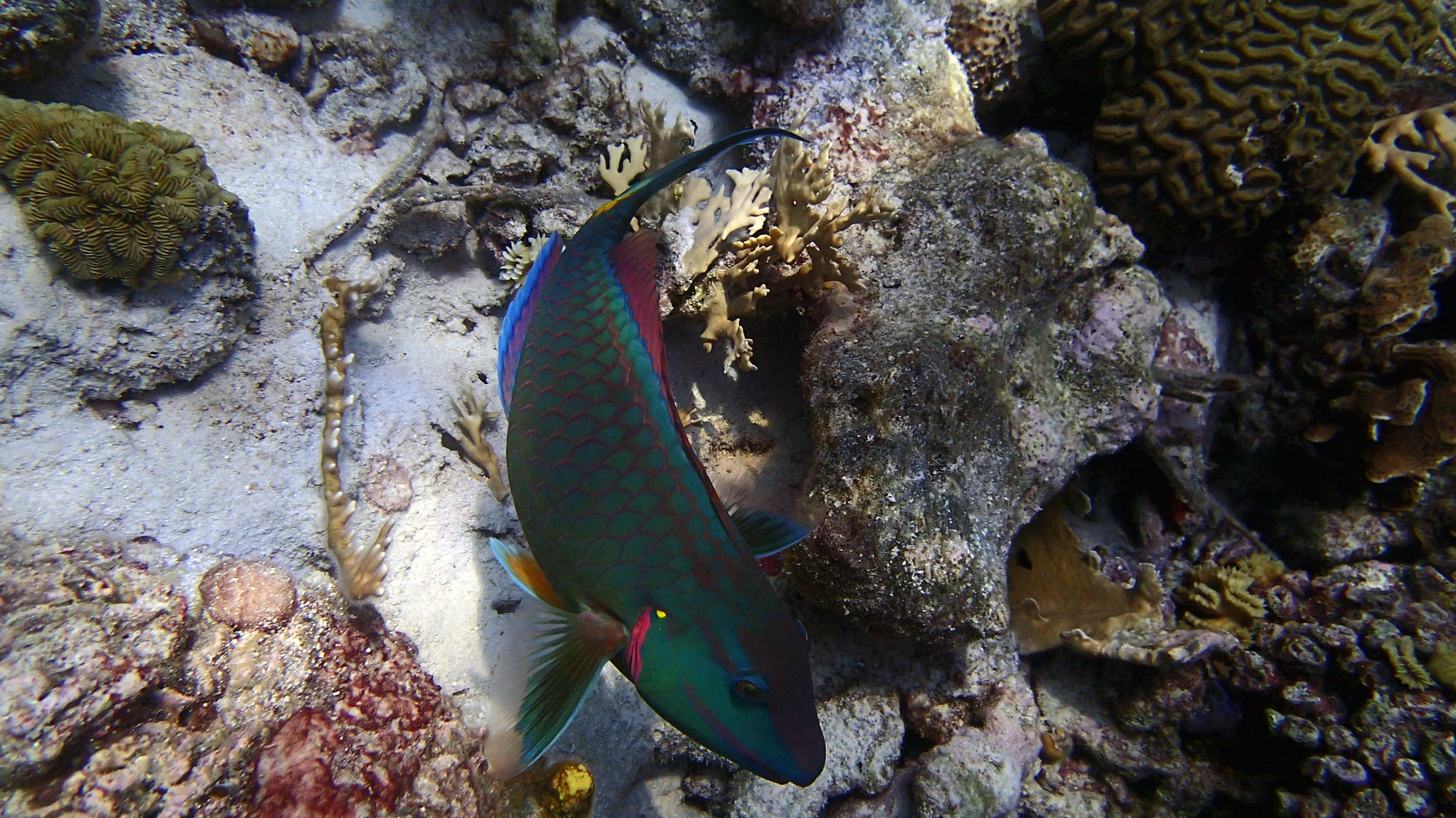 friendly parrotfish.jpg