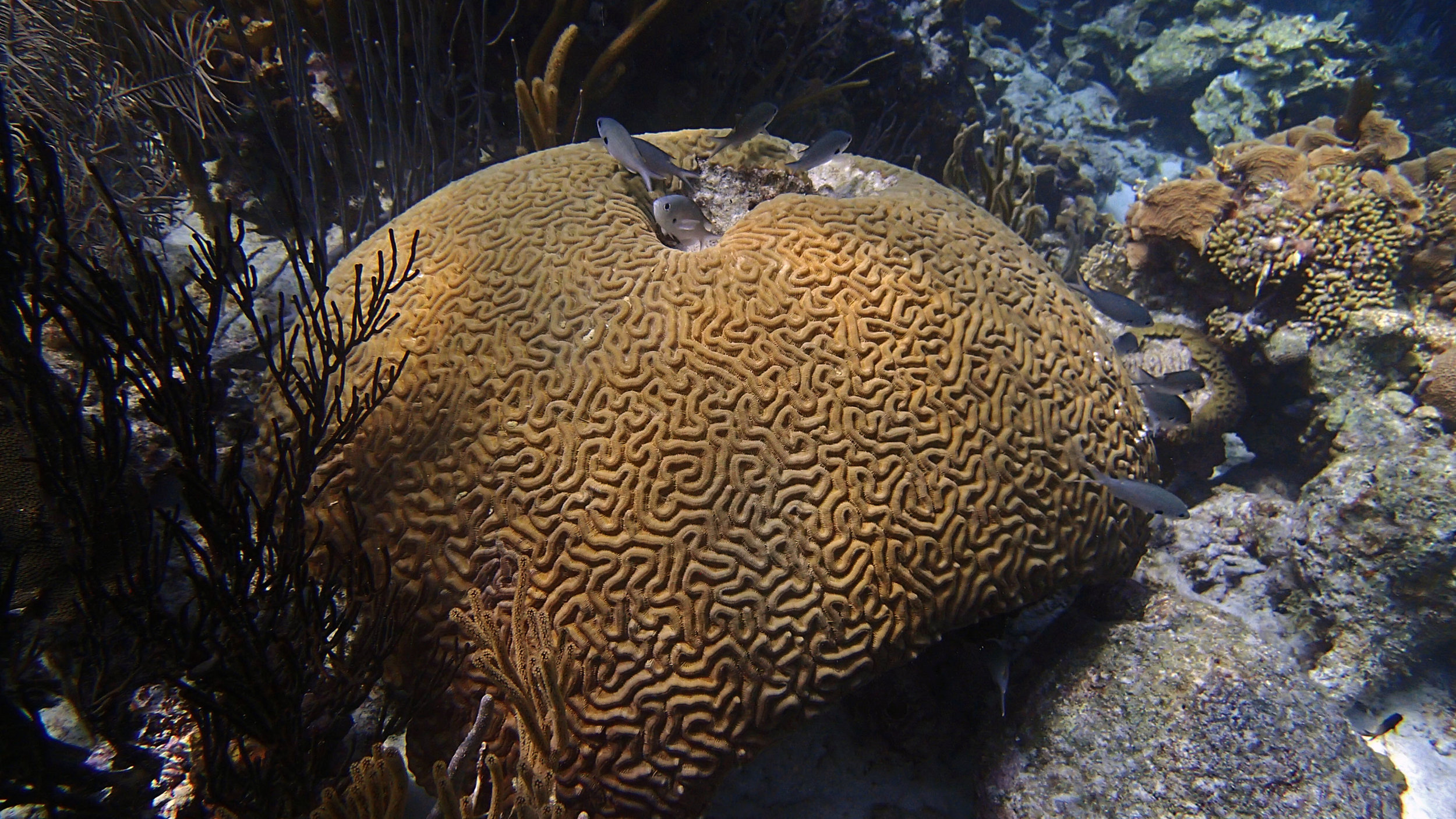 brain coral at VB.jpg