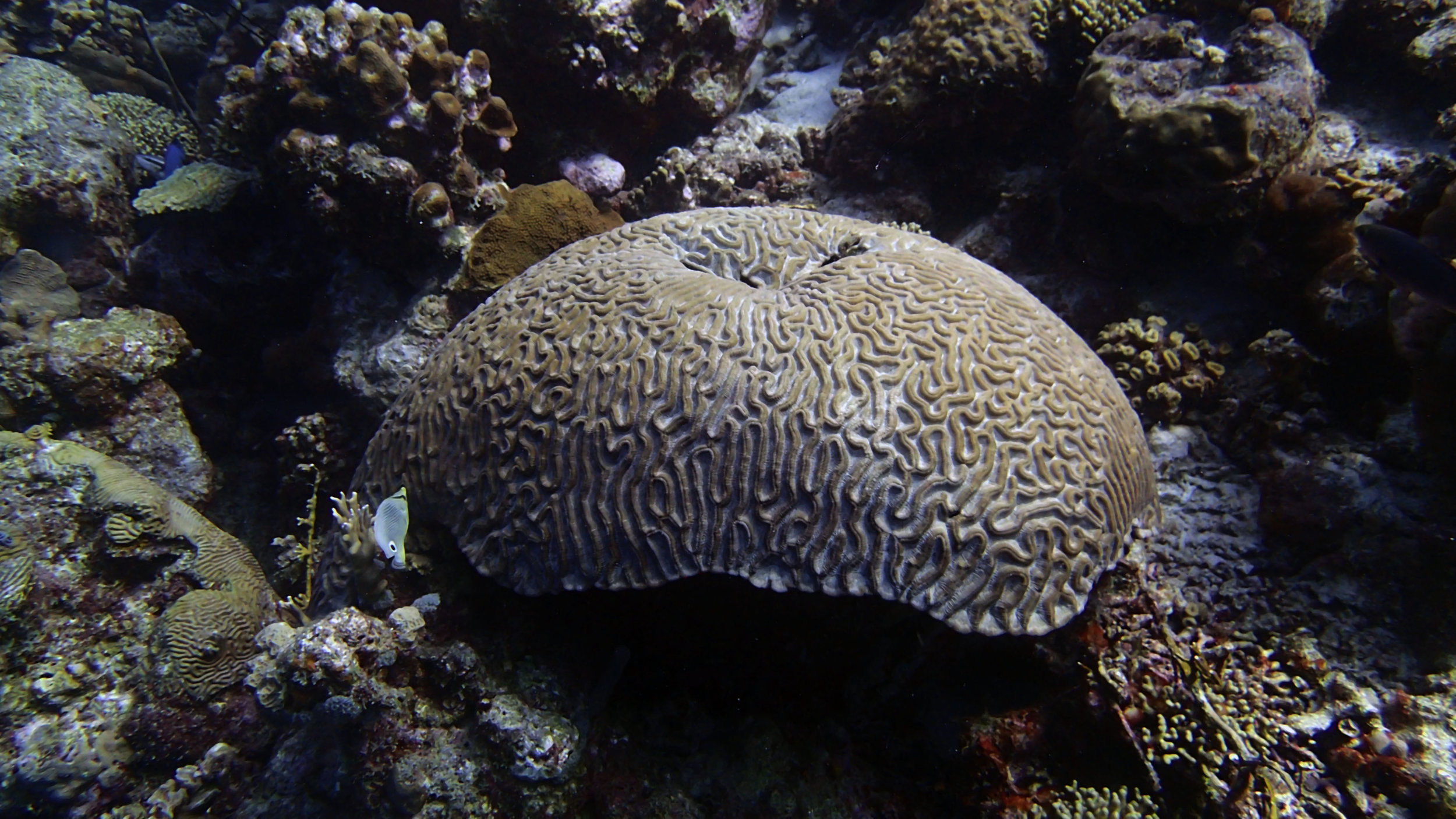 brain coral.jpg