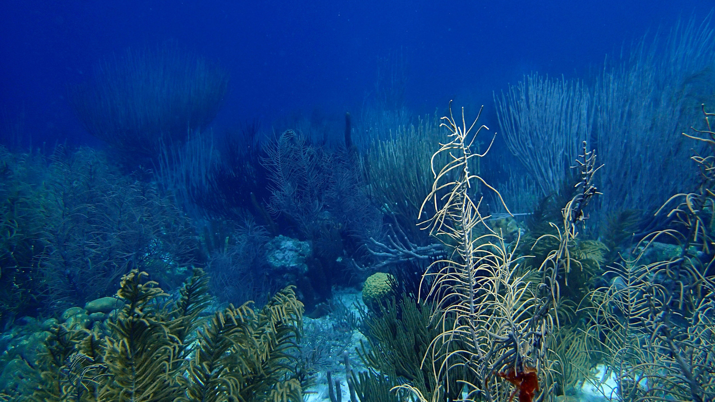 underwater forest.jpg