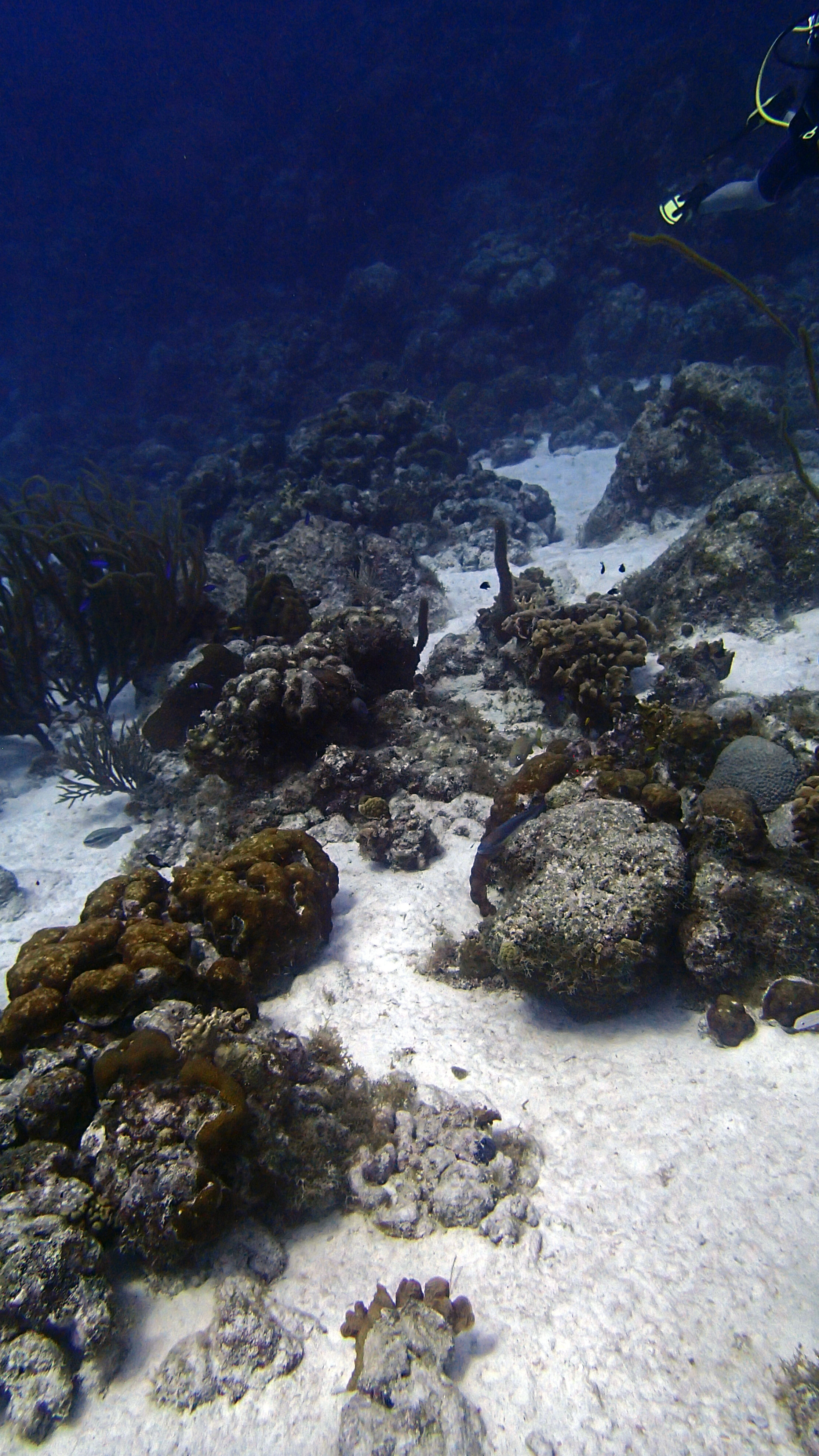 merged reefs.jpg
