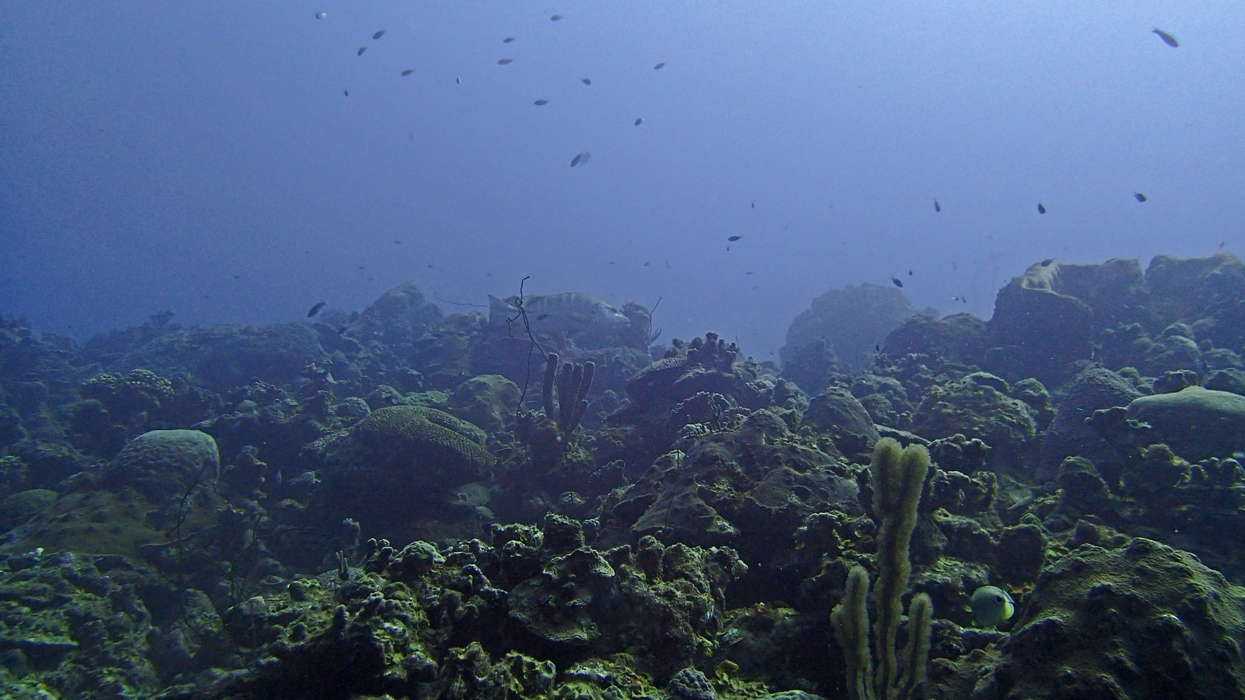 crest of second-deep reef.jpg
