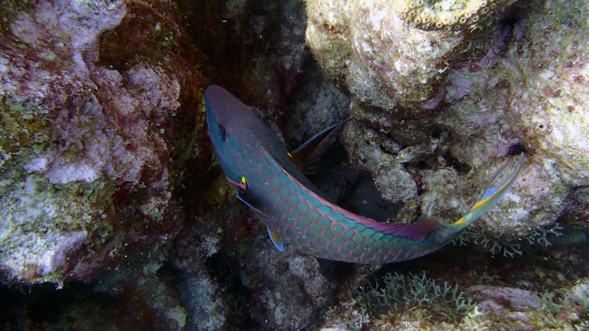 fearless parrotfish.jpg