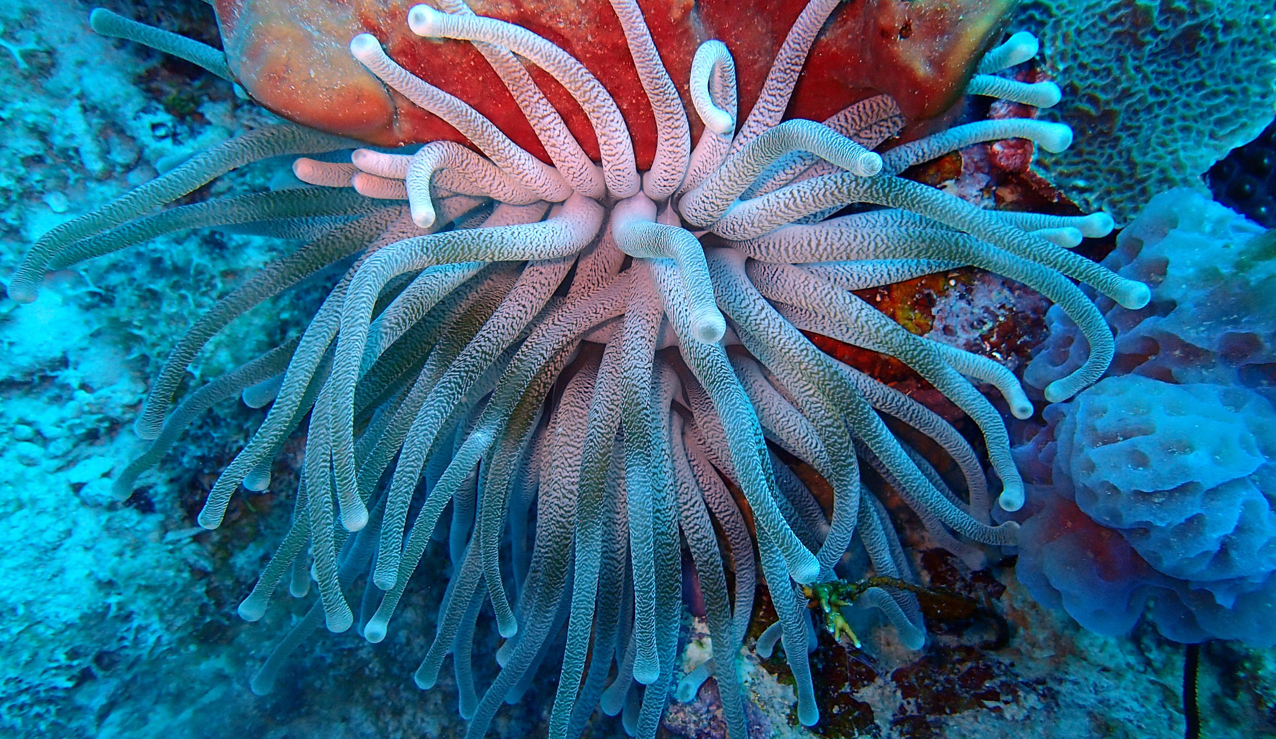 anemone at Chagogo.jpg