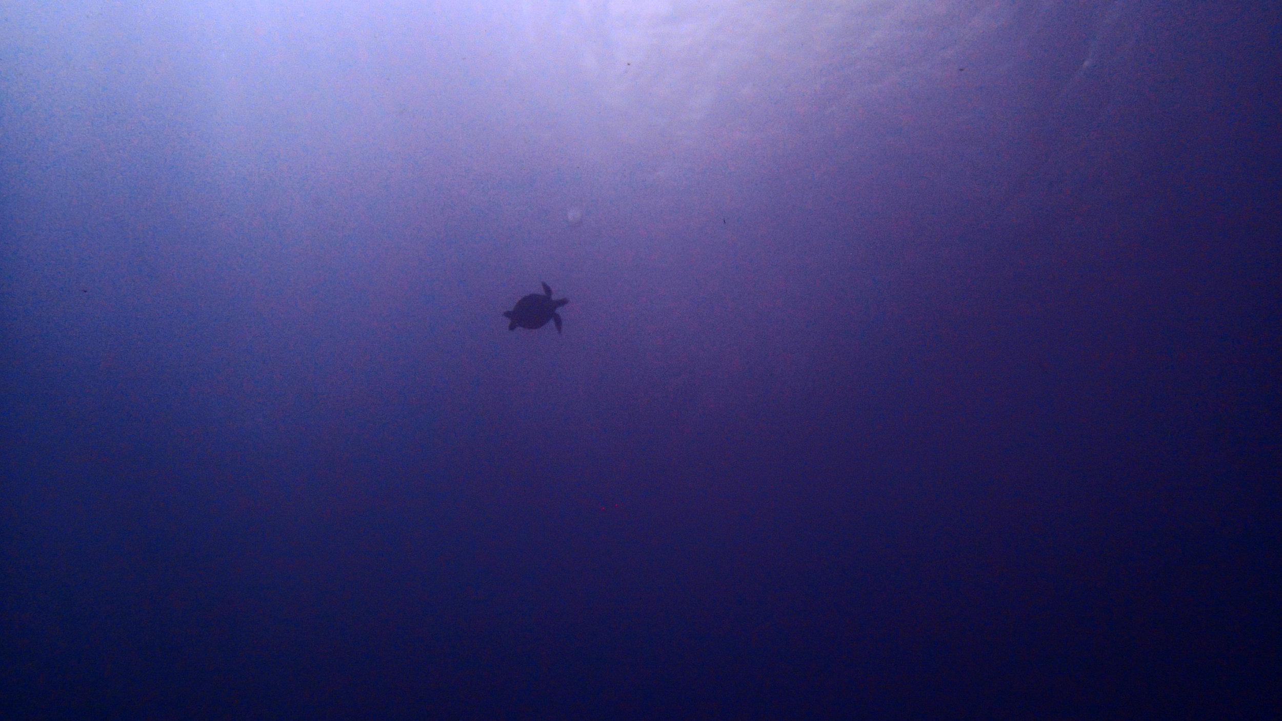 turtle at Chagogo.jpg
