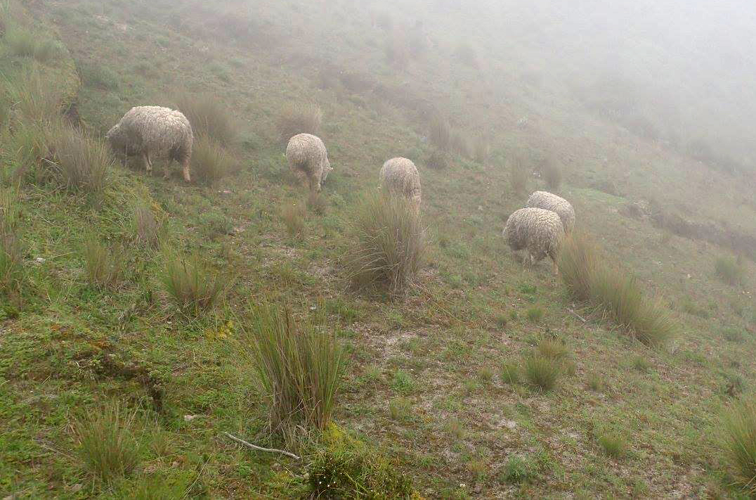 sheep in the mist.jpg