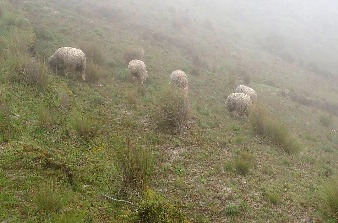 sheep in the mist.jpg