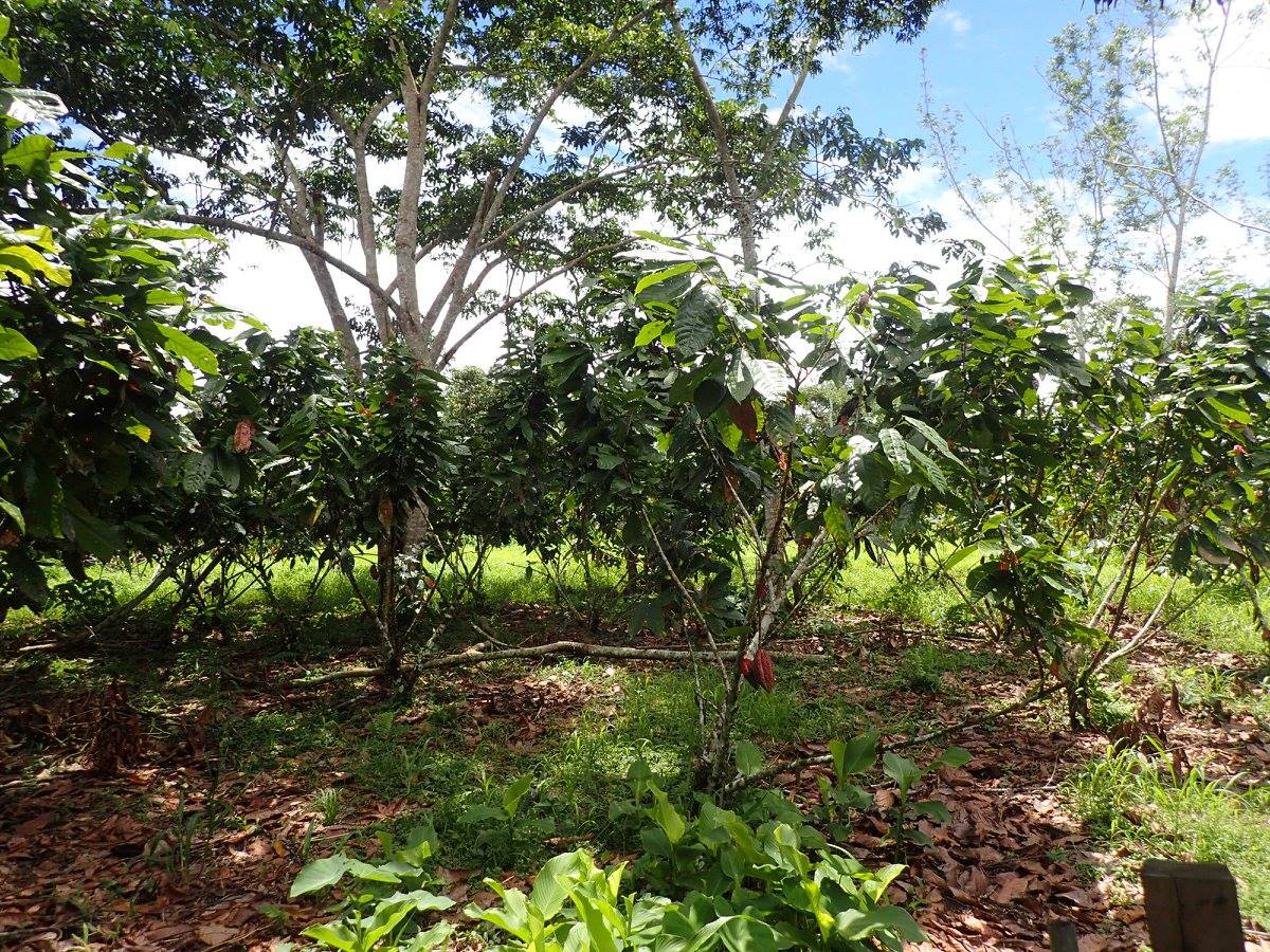 cacao farm.jpg