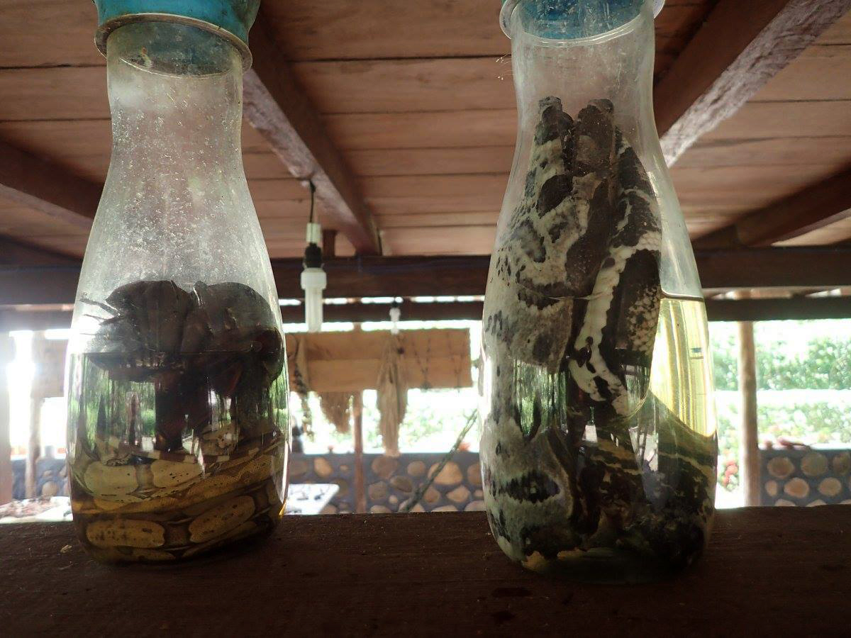 pickled snakes.jpg