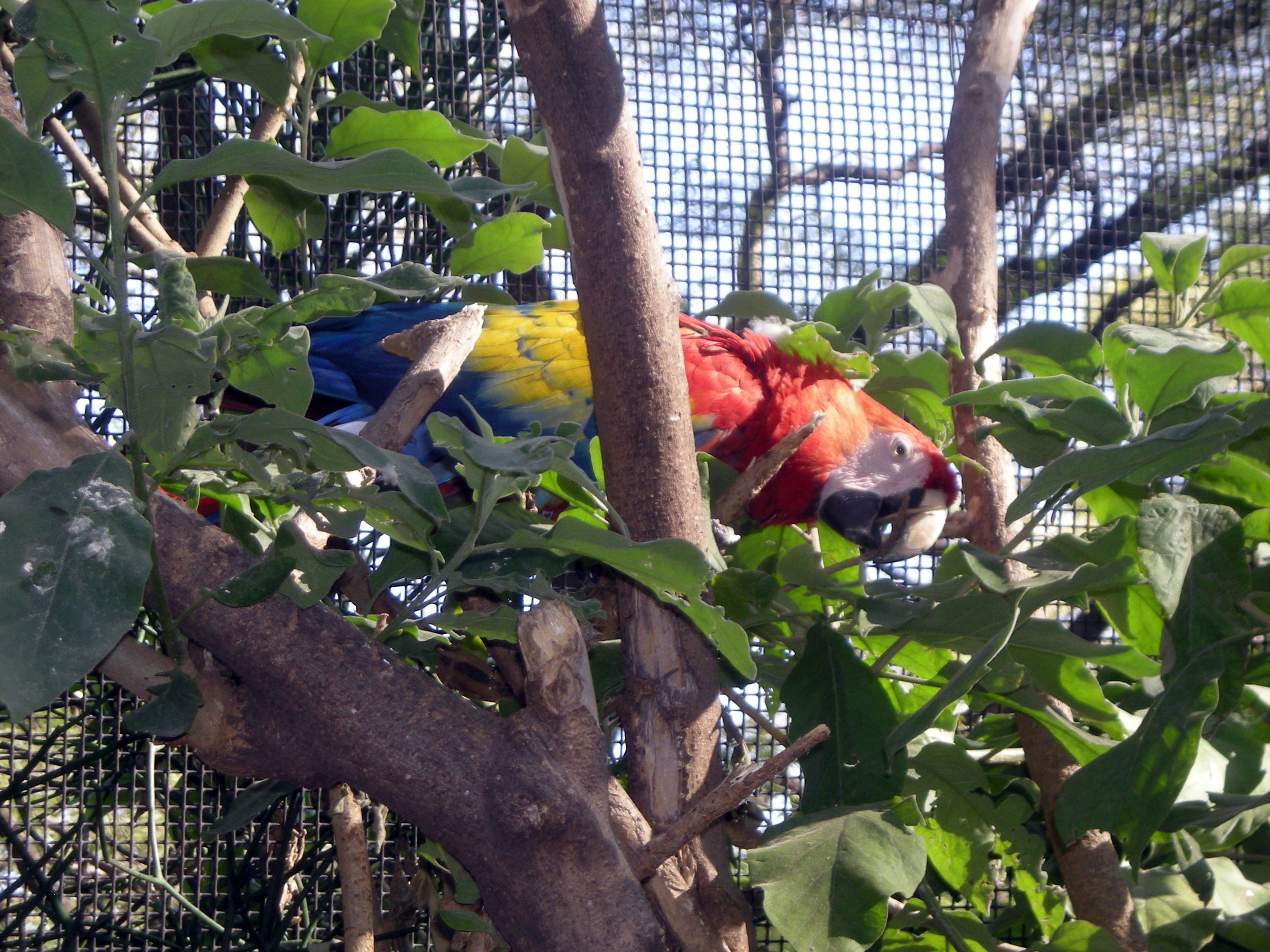 Guadalajara macaw.jpg