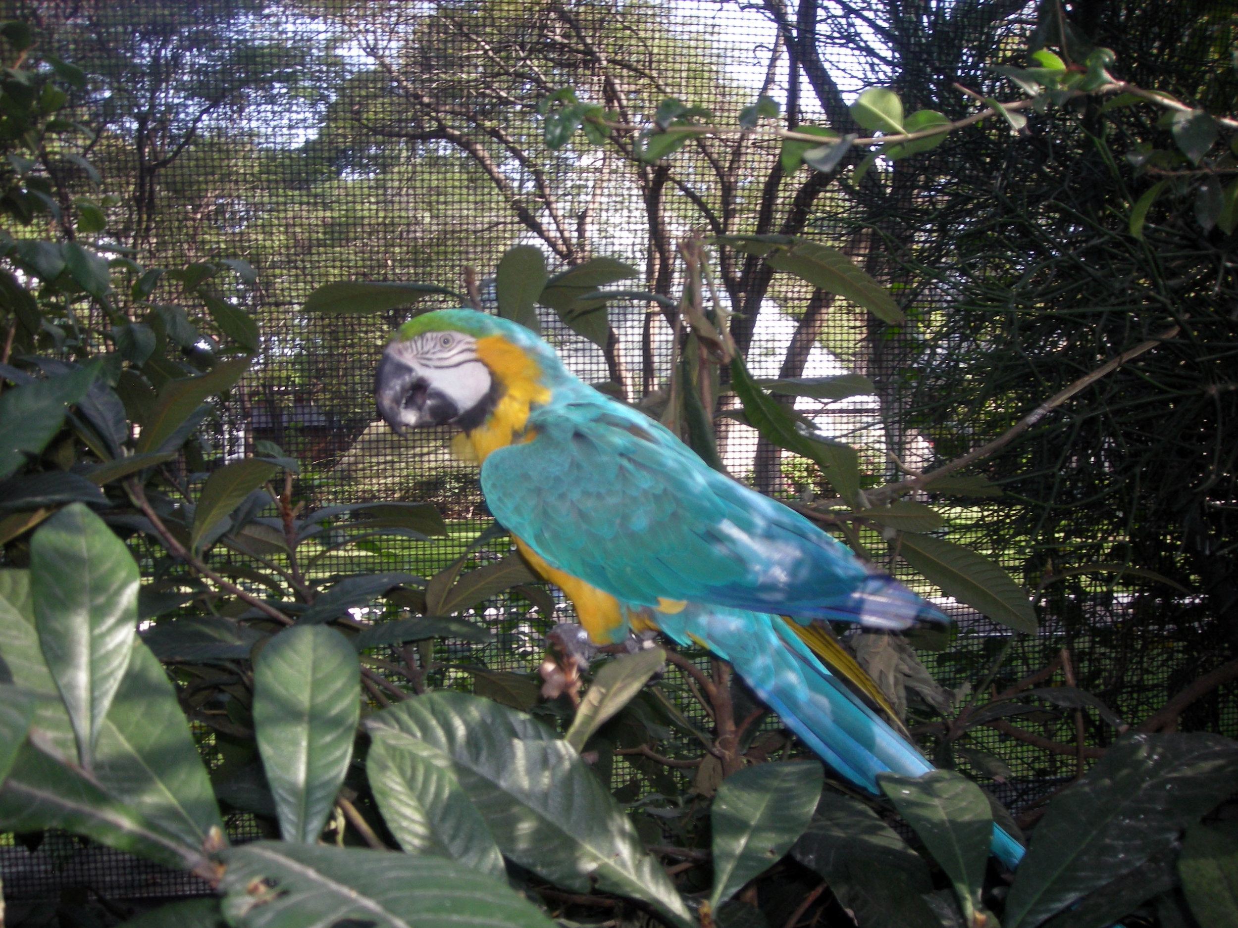 Parque Agua Azul aviarium.jpg