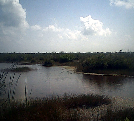 puertomorelosswamp.jpg