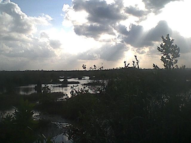 puertomorelosswamp2.jpg