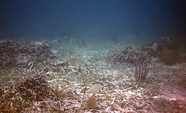 coral graveyard.jpg