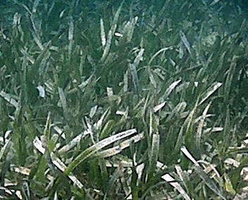 seagrass.jpg