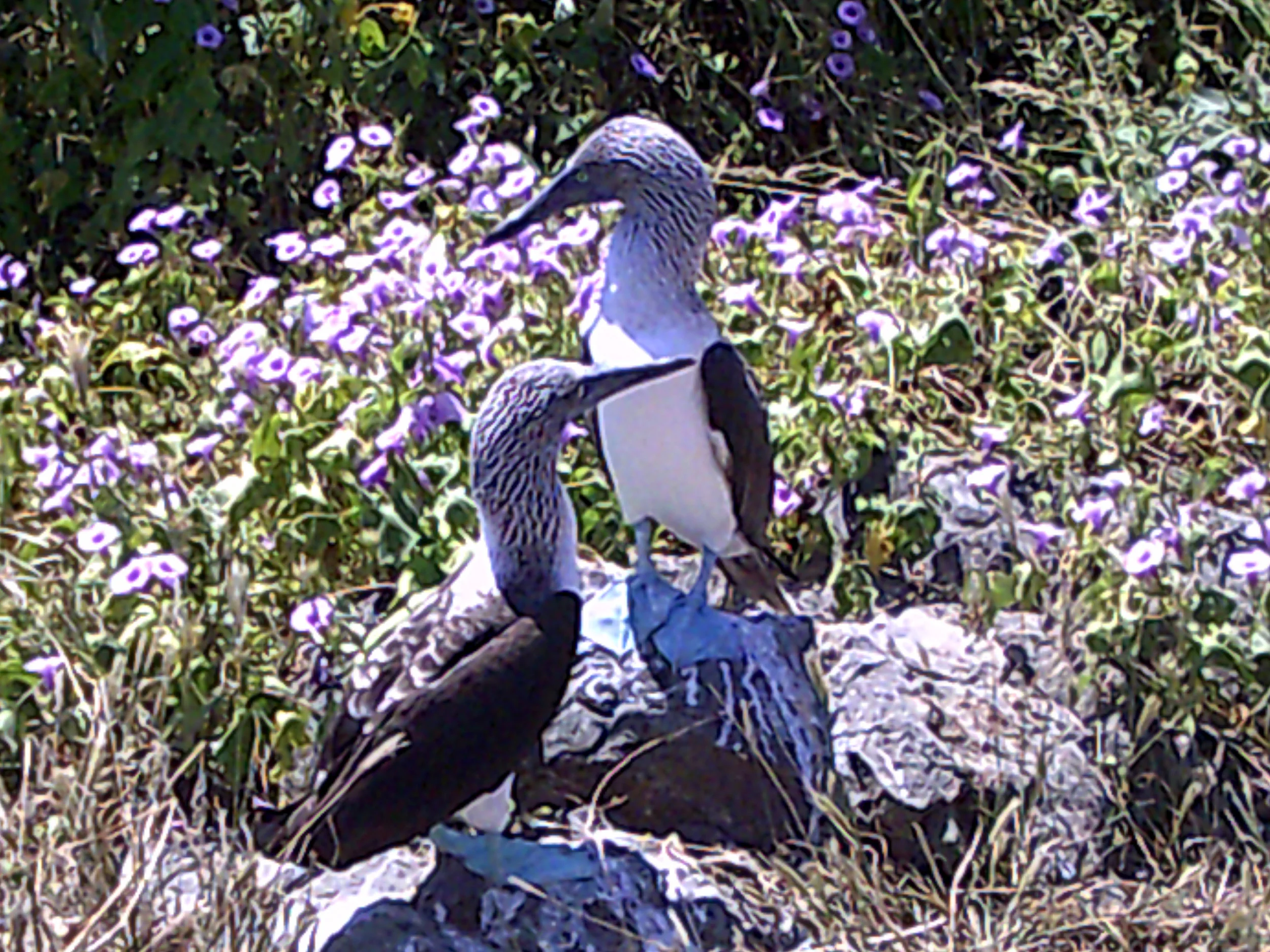 blue footed boobies.jpg