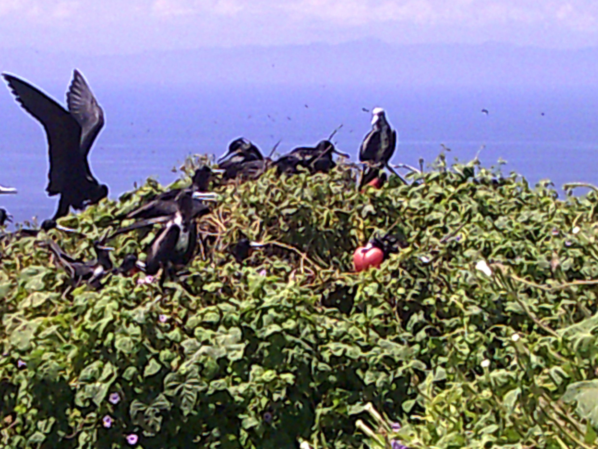 frigate birds at Silver Island.jpg