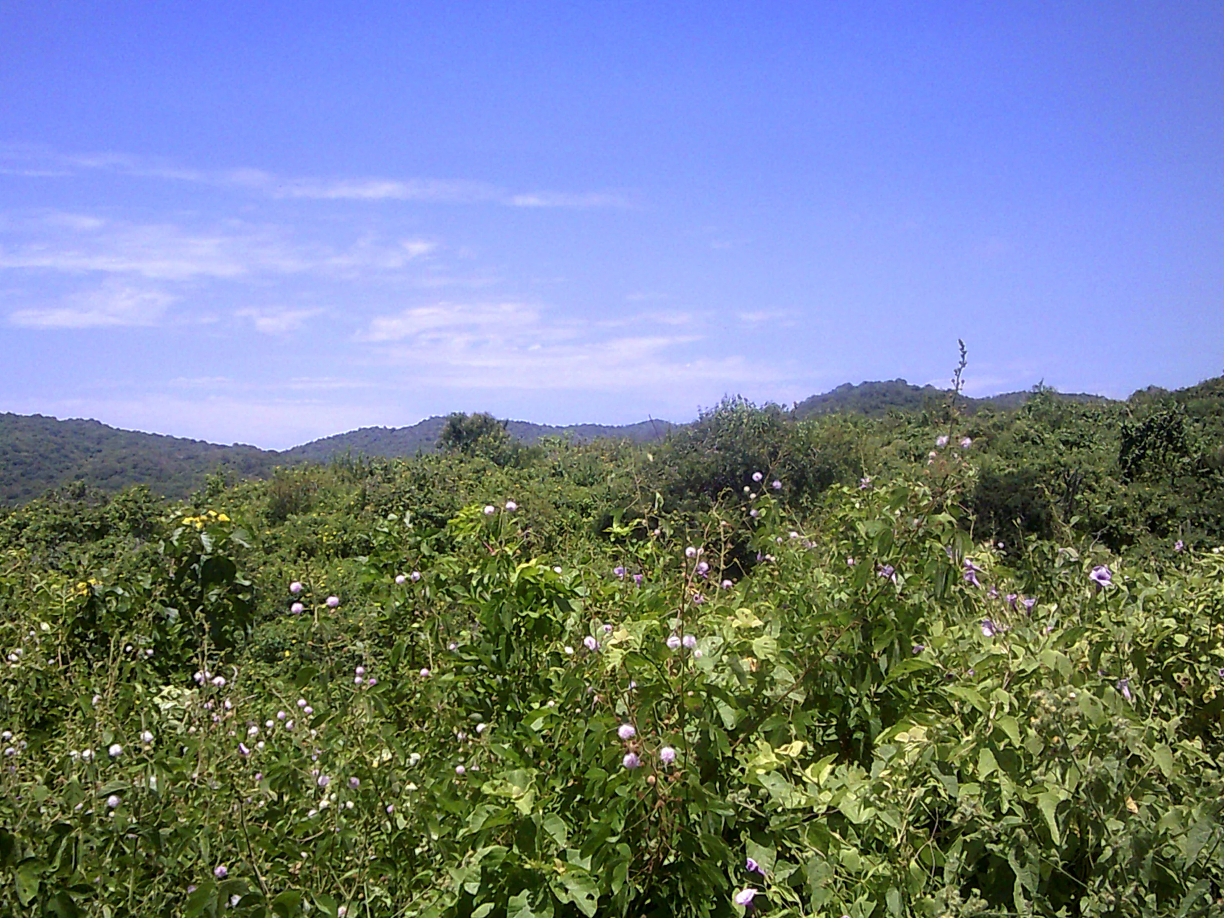 dry coastal forest.jpg