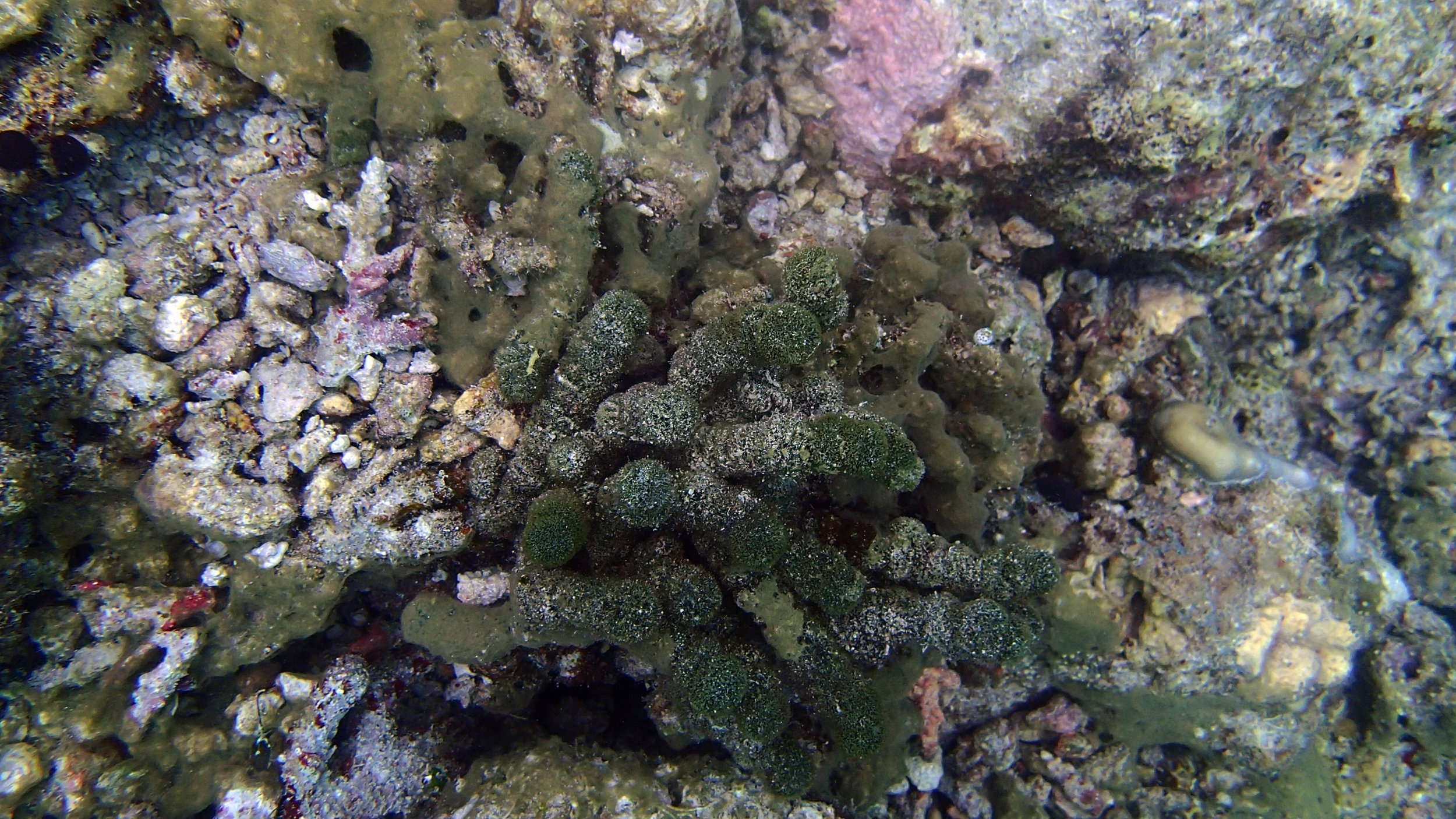 macroalgae.jpg