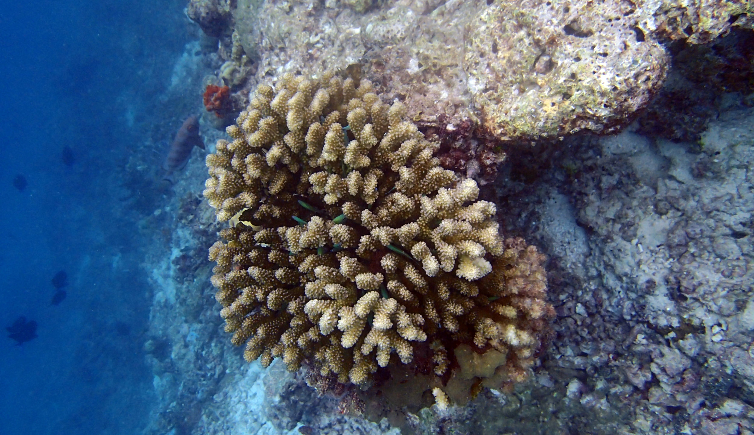 Pocillopora verrucosa.jpg