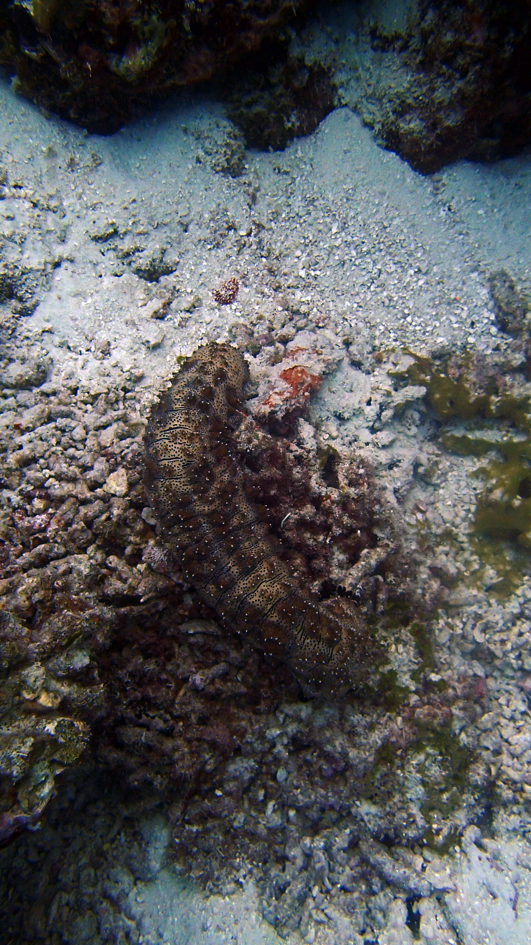 sea cucumber.jpg