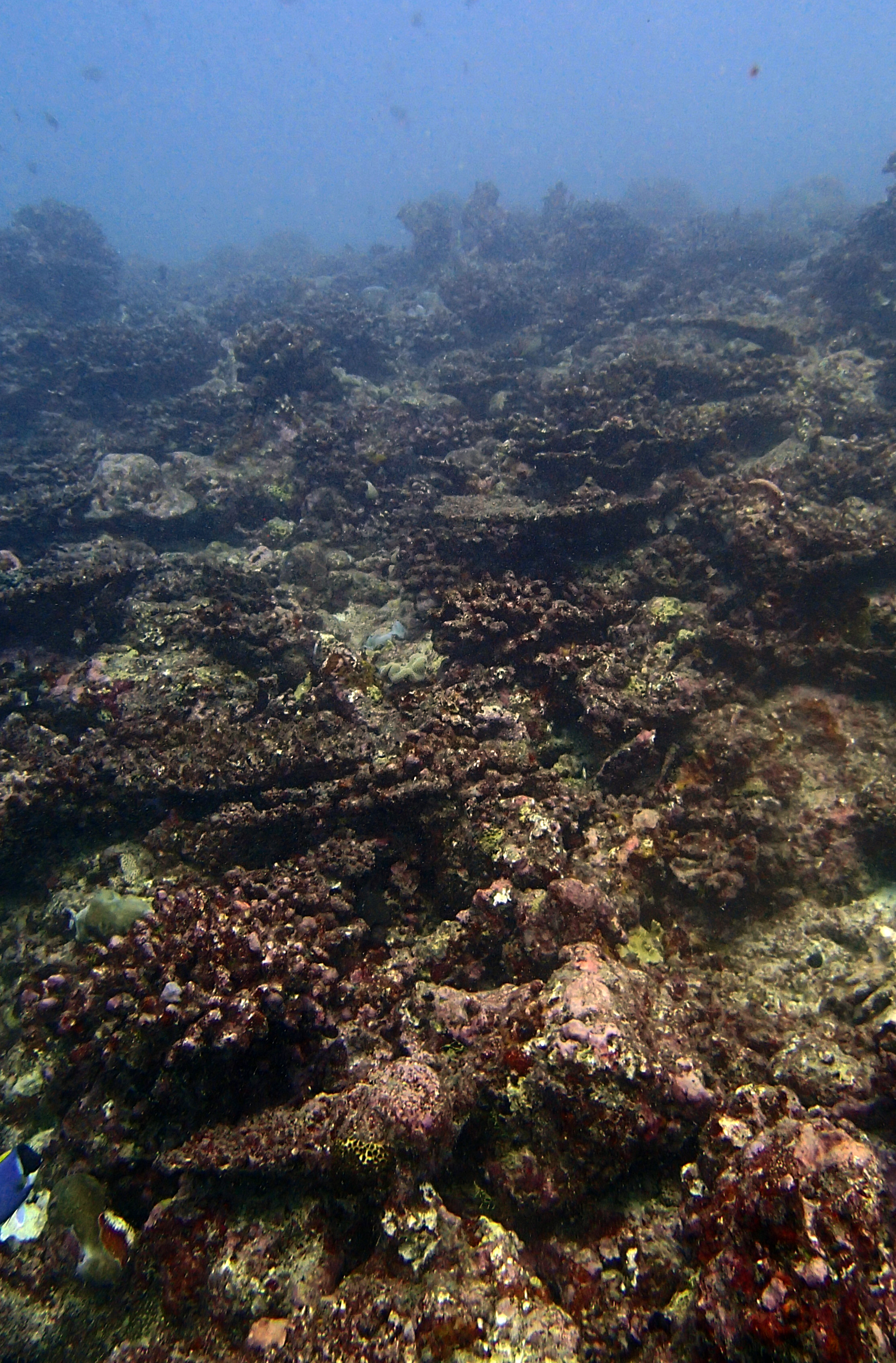 CCA-encrusted reef.jpg