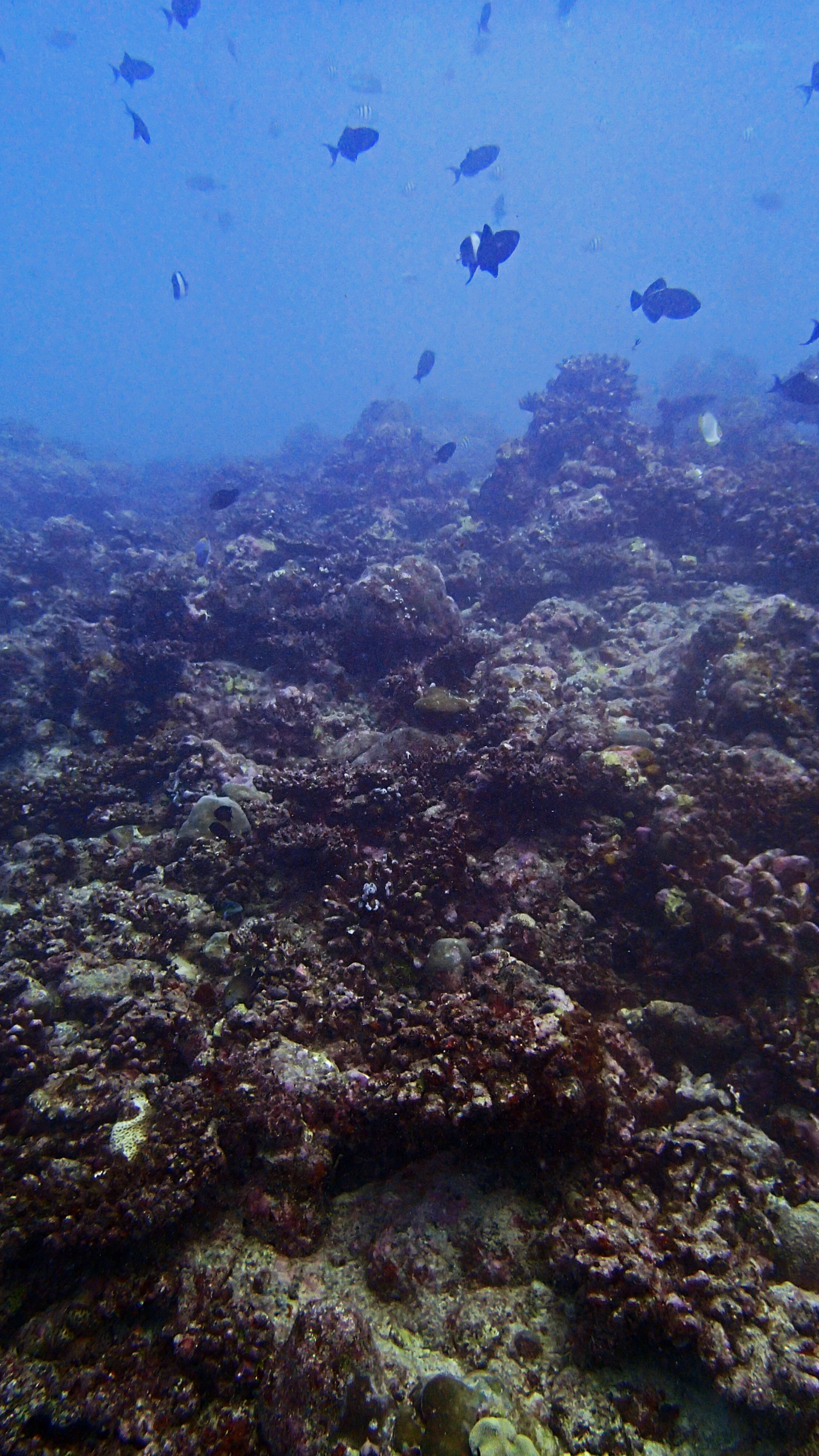 COTS-damaged reef.jpg