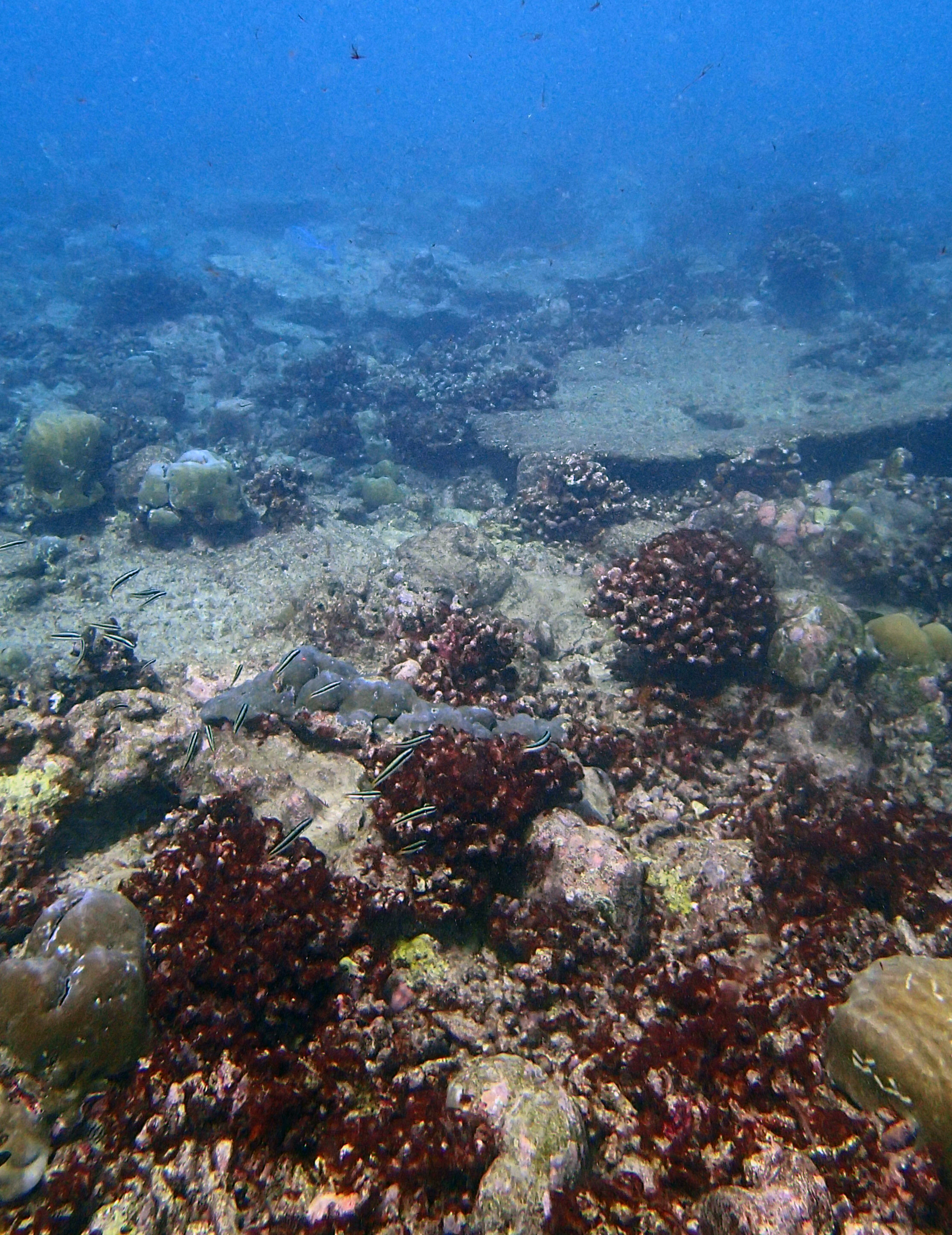 cyano reef.jpg