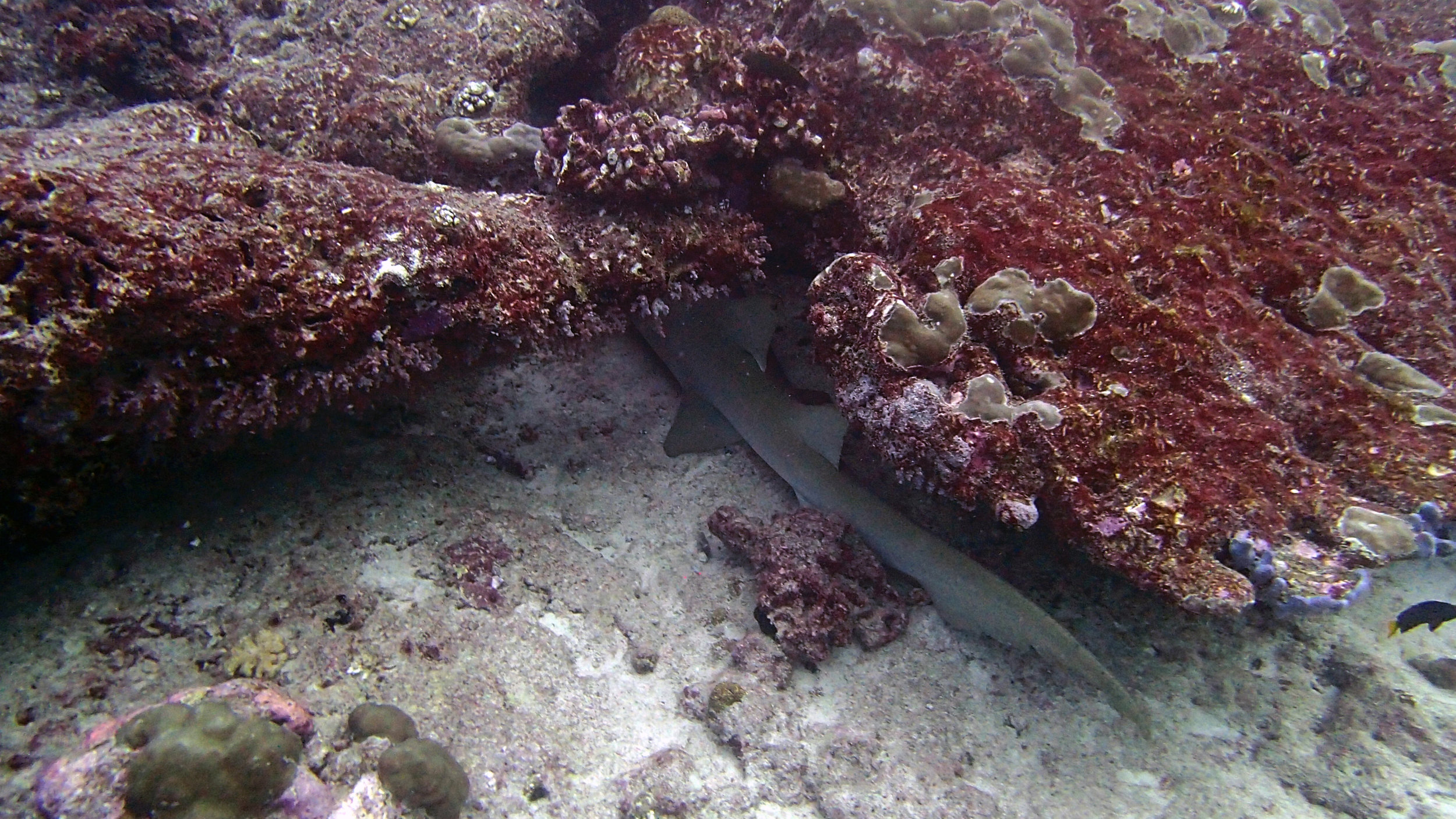 hiding nurse shark.jpg