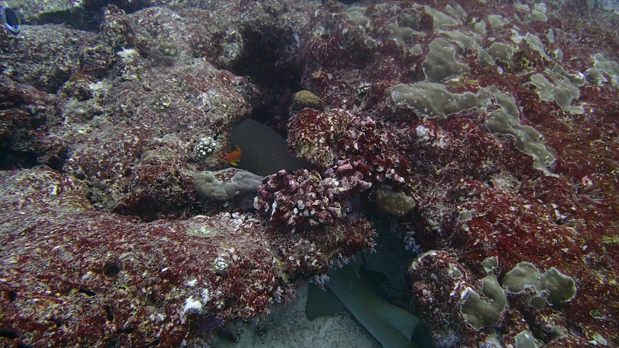 nurse shark.jpg