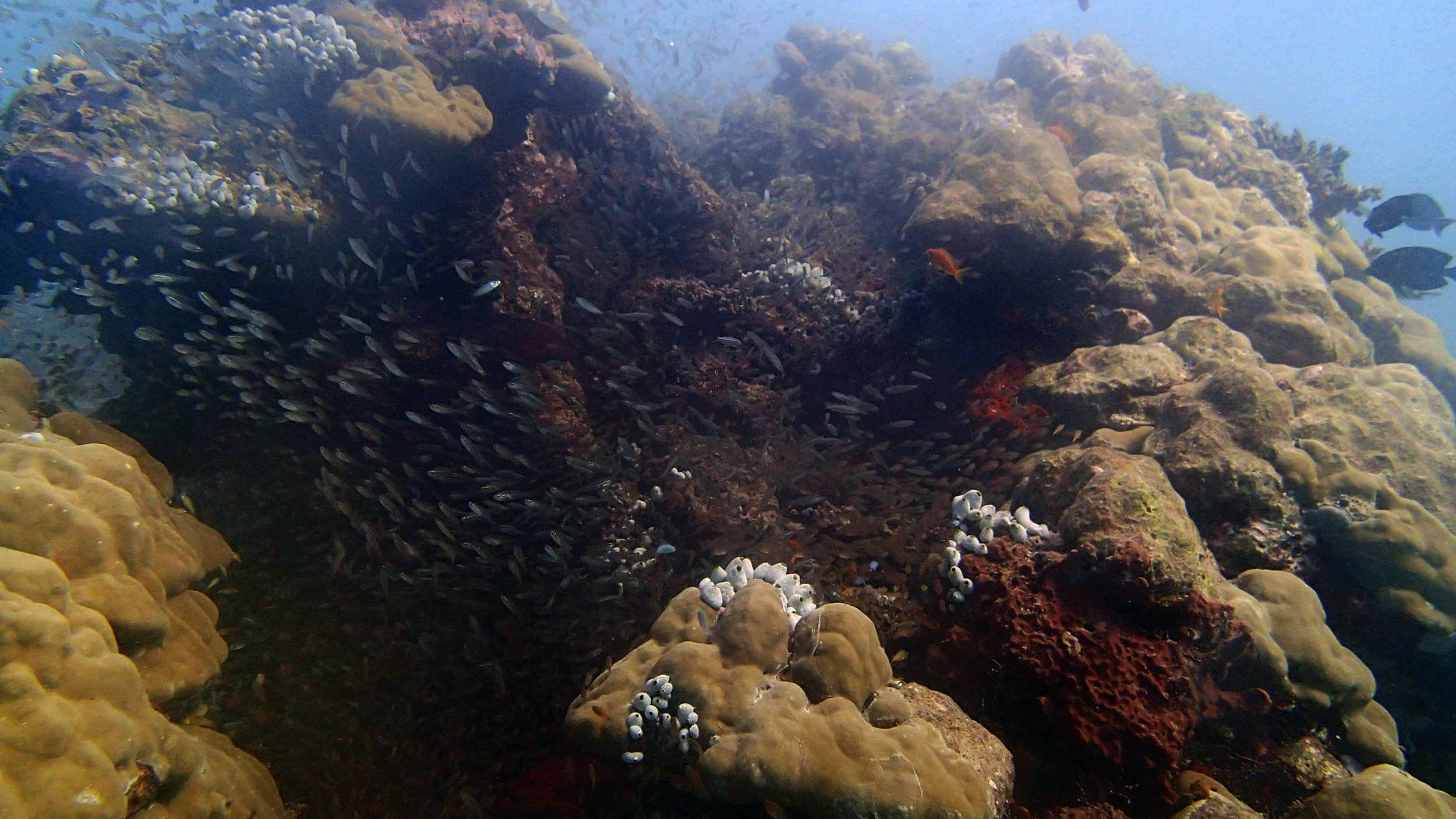 Porites bommie.jpg