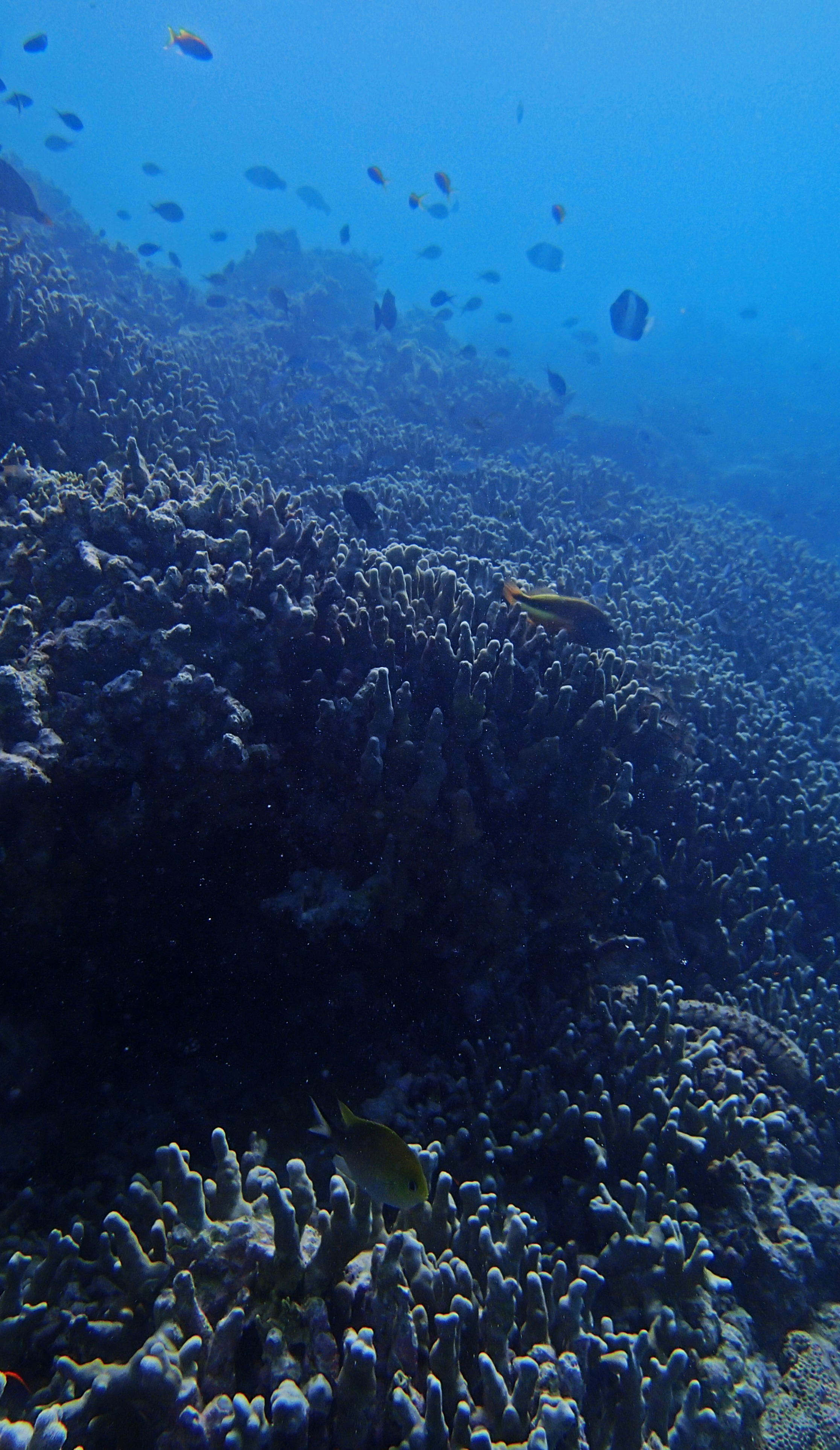 living finger Porites.jpg