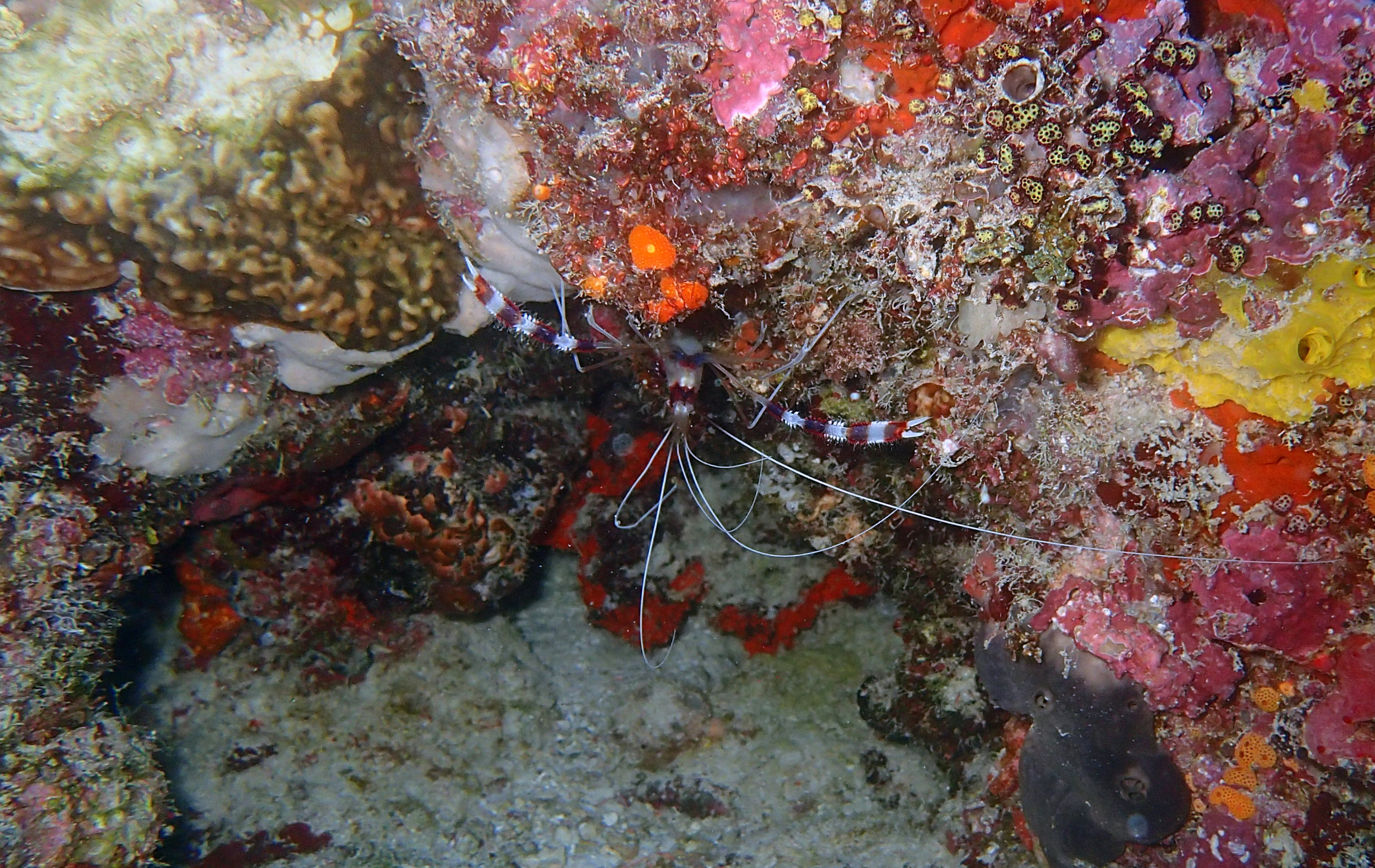 banded coral shrimp.jpg