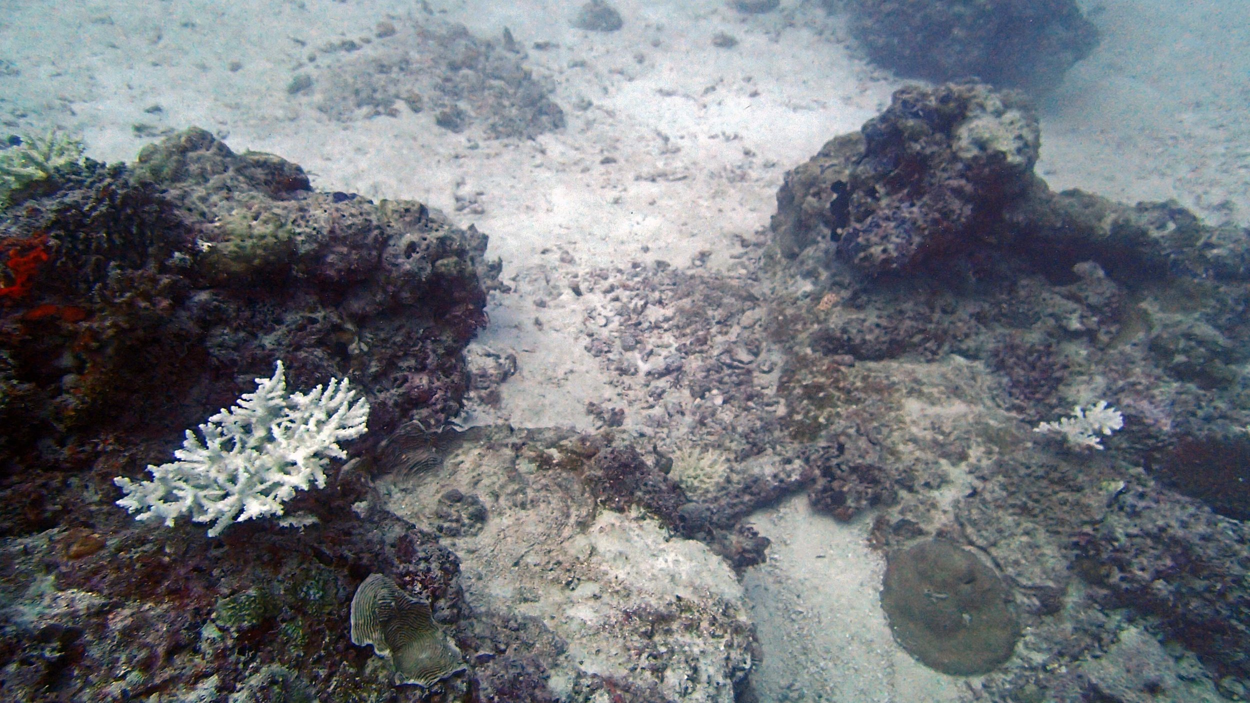 COTS damaged corals.jpg