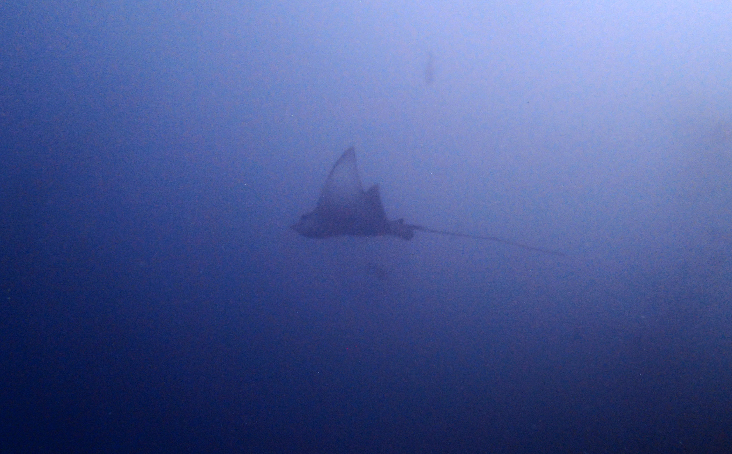 eagle ray.jpg