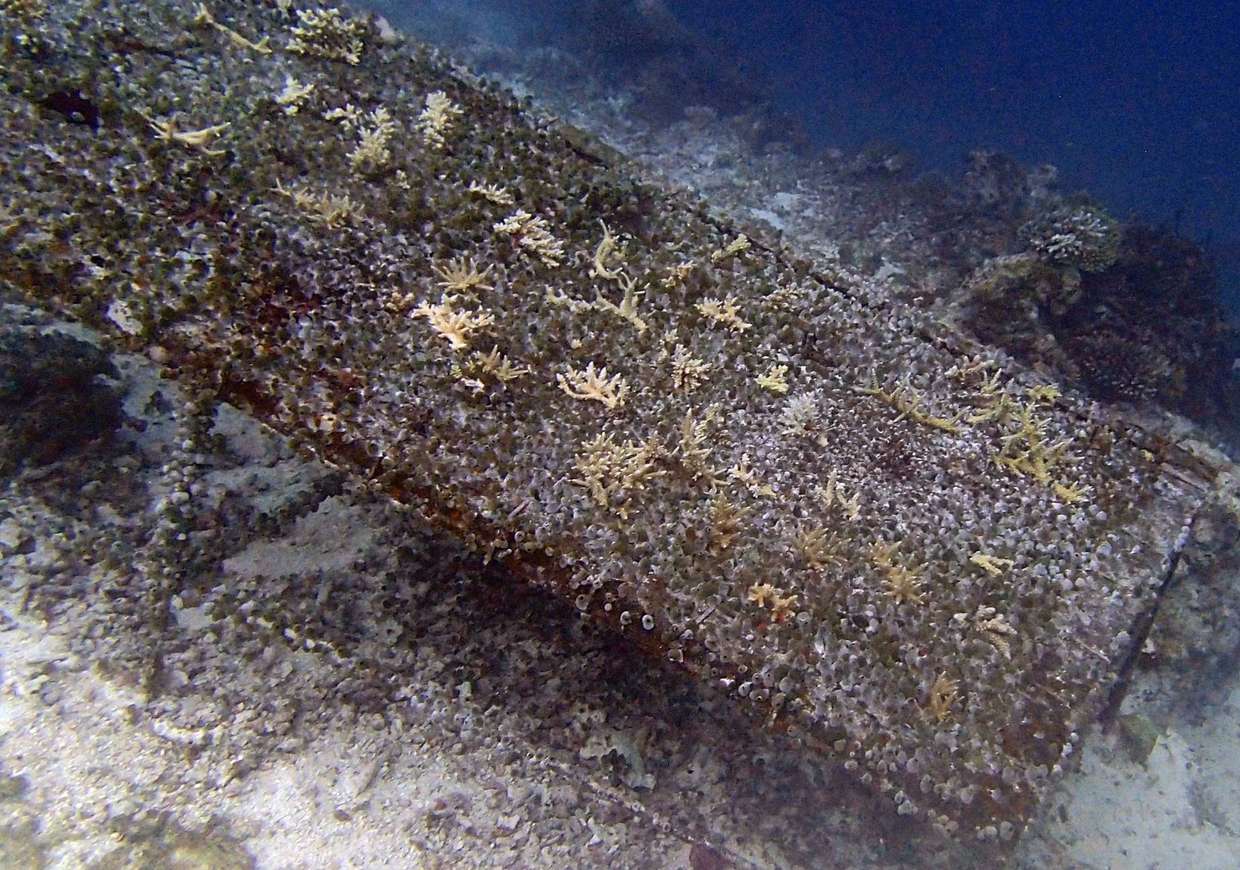 derelict coral farm.jpg