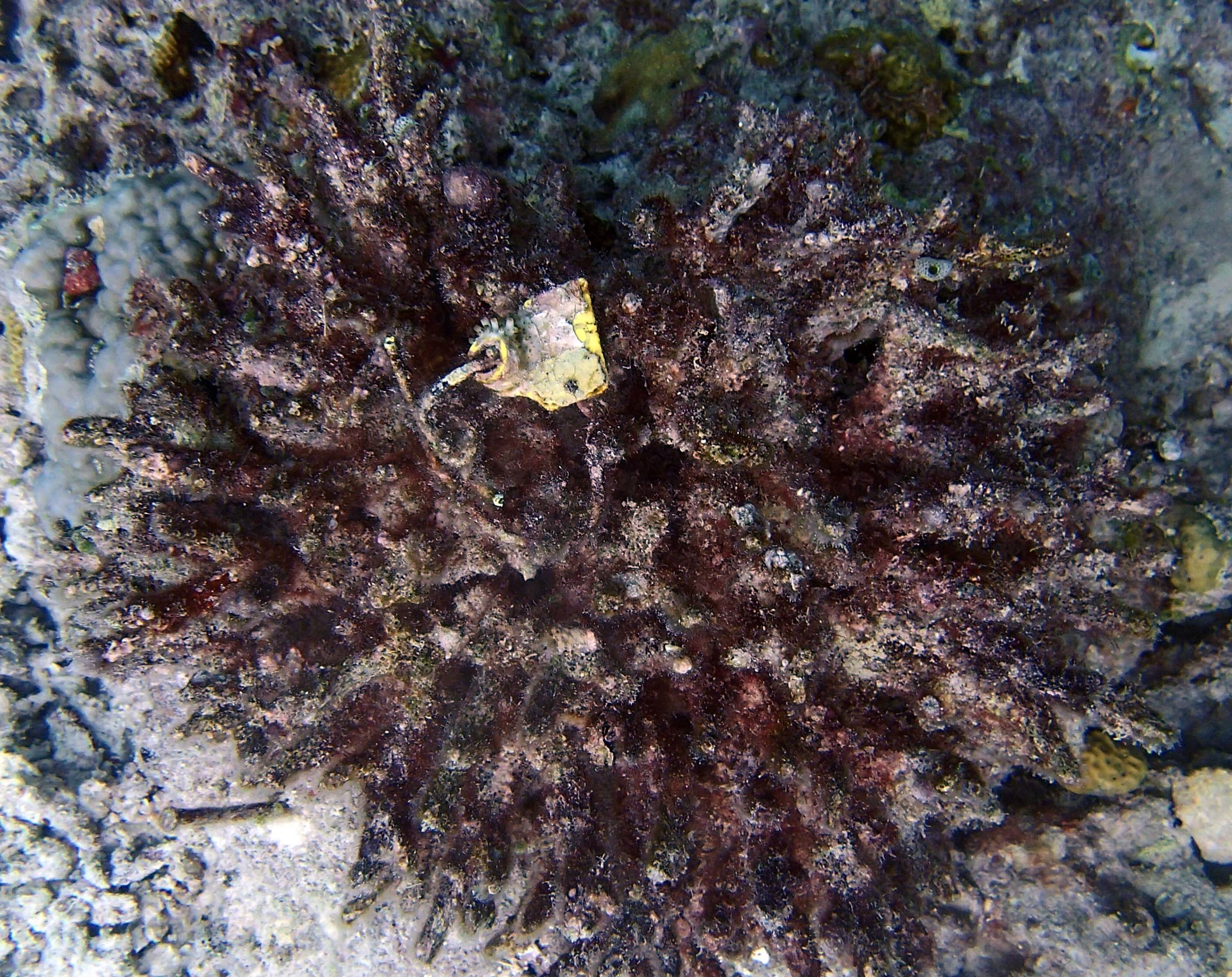 dead monitoring site coral.jpg