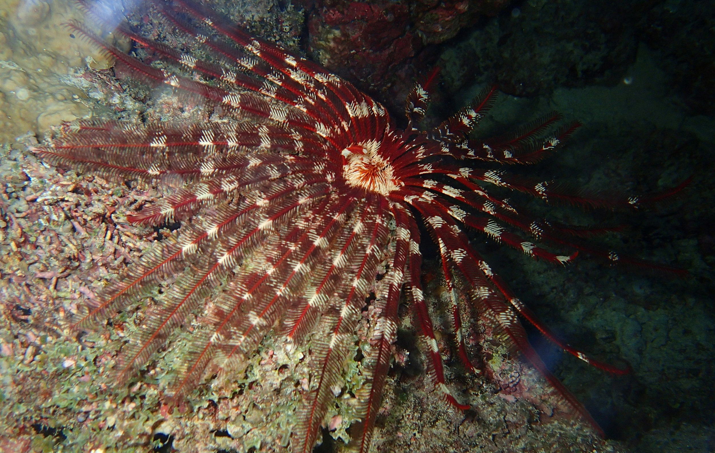 brittle star.jpg