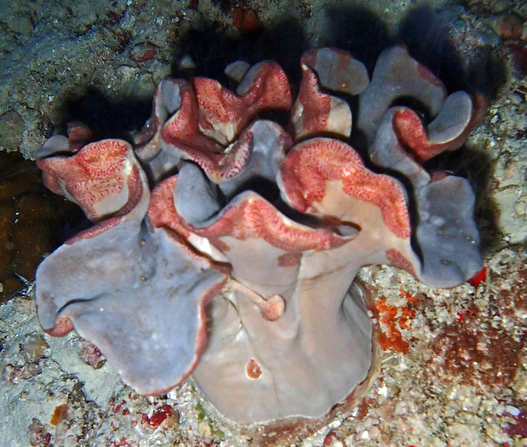 soft coral.jpg