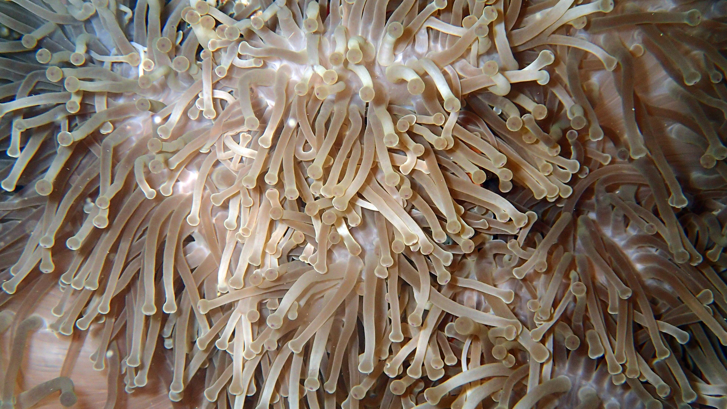 anemone tentacles.jpg