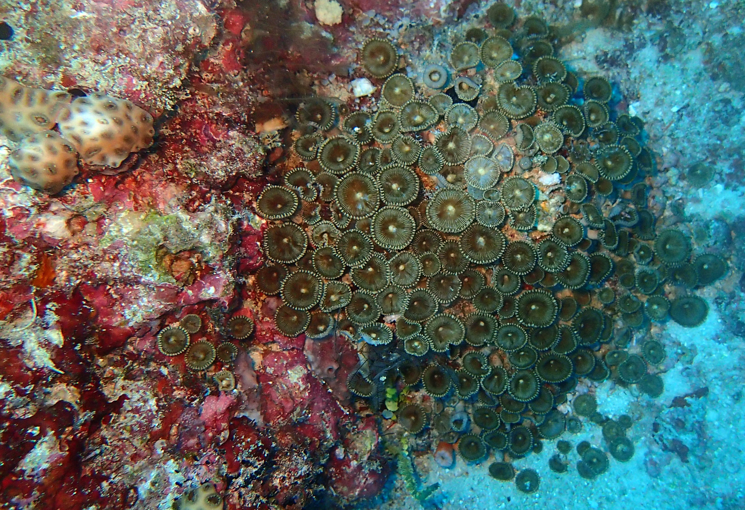 zoanthid.jpg